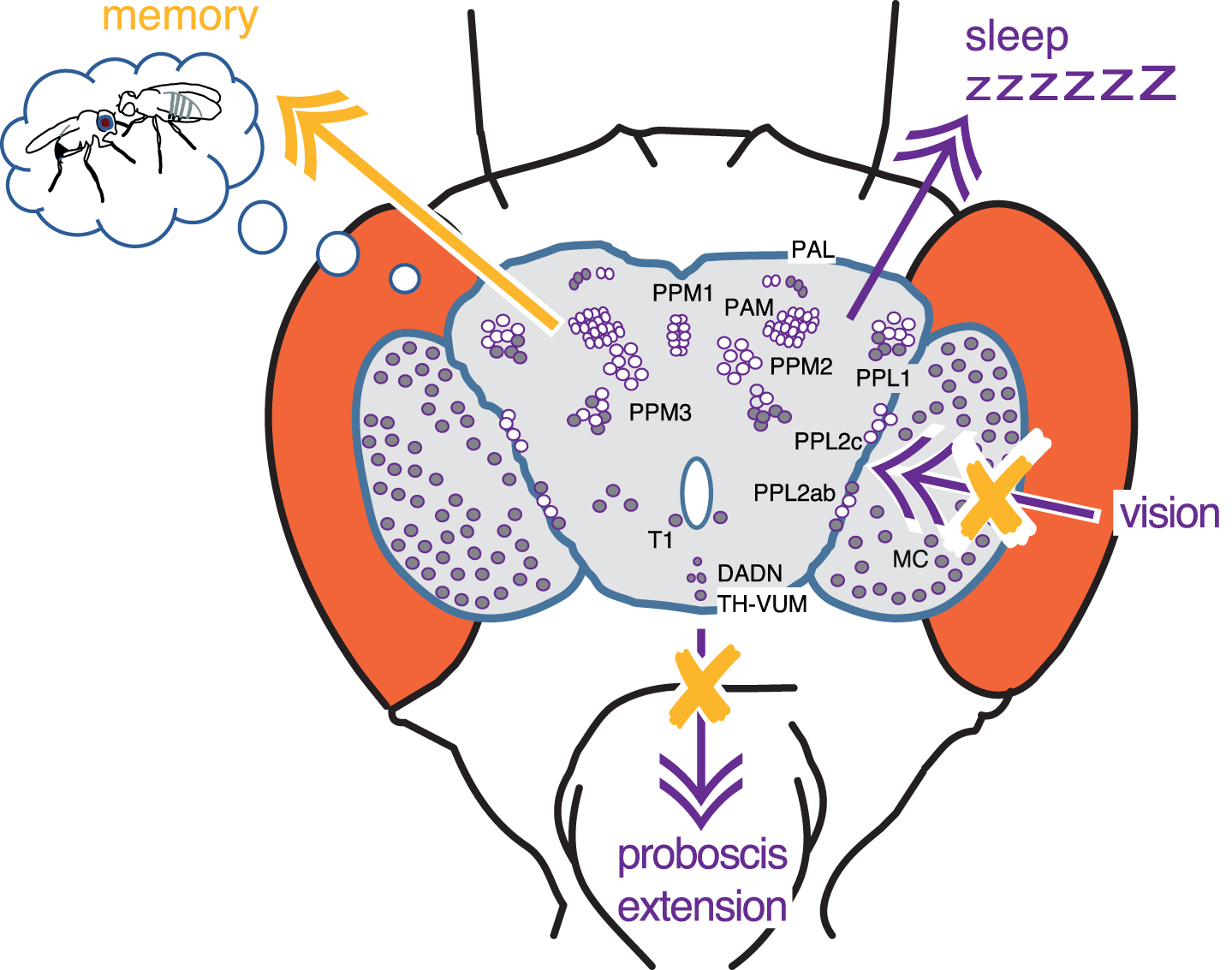 Multiple pathways of LRRK2-G2019S / Rab10 interaction in dopaminergic neurons. Rab10 depletion ameliorates the proboscis extension bradykinesia and loss of synaptic signaling in the retina induced by LRRK2-G2019S expression (magenta arrows/orange crosses). Rab10 manipulation does not affect the ‘sleep’ phenotype from LRRK2-G2019S (magenta arrow). Reduction of Rab10 facilitates conditioned courtship memory, but LRRK2 has no effect (yellow arrow). All manipulations of Rab10 and G2019S in dopaminergic neurons, shown in the outline of the brain (filled cells have high levels of Rab10 [9]). We conclude that Rab10 and LRRK2 interact in some, but not all dopaminergic neurons. This may underlie differences in the susceptibility of different human striatal dopaminergic cells to Parkinson’s disease and explain why differences in the age at which symptoms are first noted.