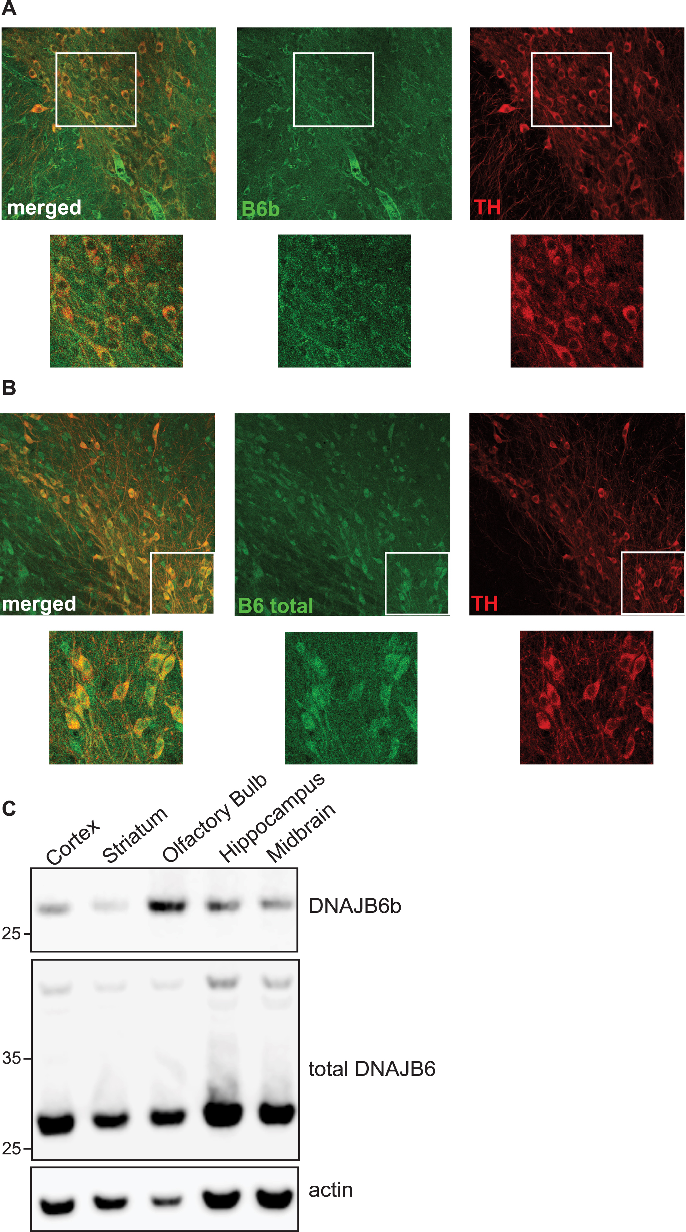 DNAJB6b and total DNAJB6 are expressed in SNpc. 40 uM coronal sections from wt C57black6 mice containing SNpc, were probed with anti-DNAJB6b (A) or anti-total DNAJB6 (B) as well as anti-rabbit alexa 488 and anti-TH and well as anti sheep Cy5. C) Expression of DNAJB6b in brain lysates from different regions of mouse brain, as analyzed by probing membranes with anti-DNAJB6b, anti-total-DNAJB6 and HRP conjugated anti-rabbit antibody as well as HRP conjugated anti-actin antibody.