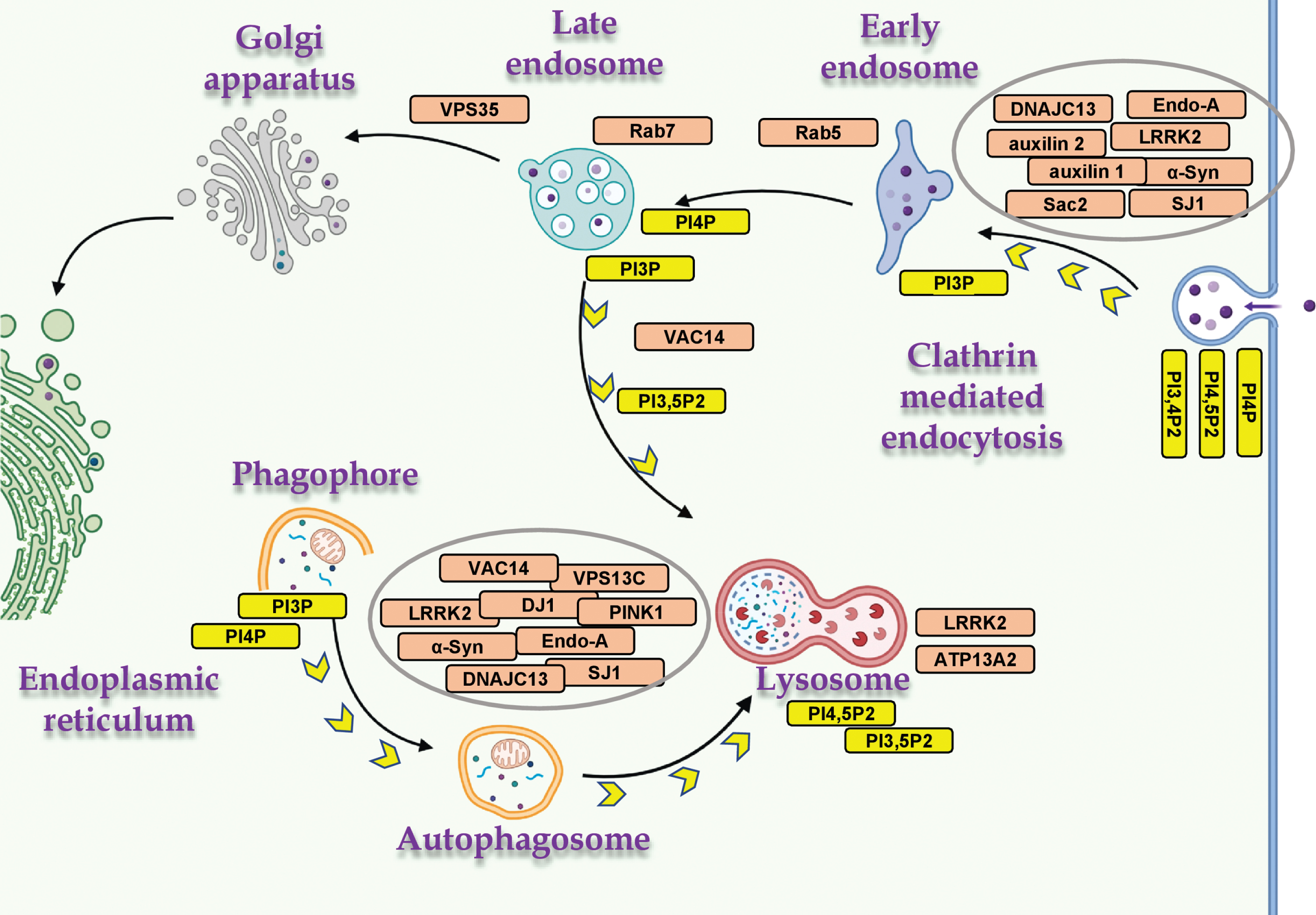 PD- and PIP-associated proteins in vesicular trafficking. The distribution of PD- and PIP-associated proteins in cellular mechanisms of vesicular membrane trafficking, and the relevant PIPs. Proteins involved in both mechanisms, macroautophagy and CME (α-Syn, LRRK2, SJ1 and endophilin A); mitophagy (PINK1 and DJ1); and endo-lysosomal proteins (ATP13A2, VAC14, VPS35, Rab5 and Rab7). Created with BioRender.com.