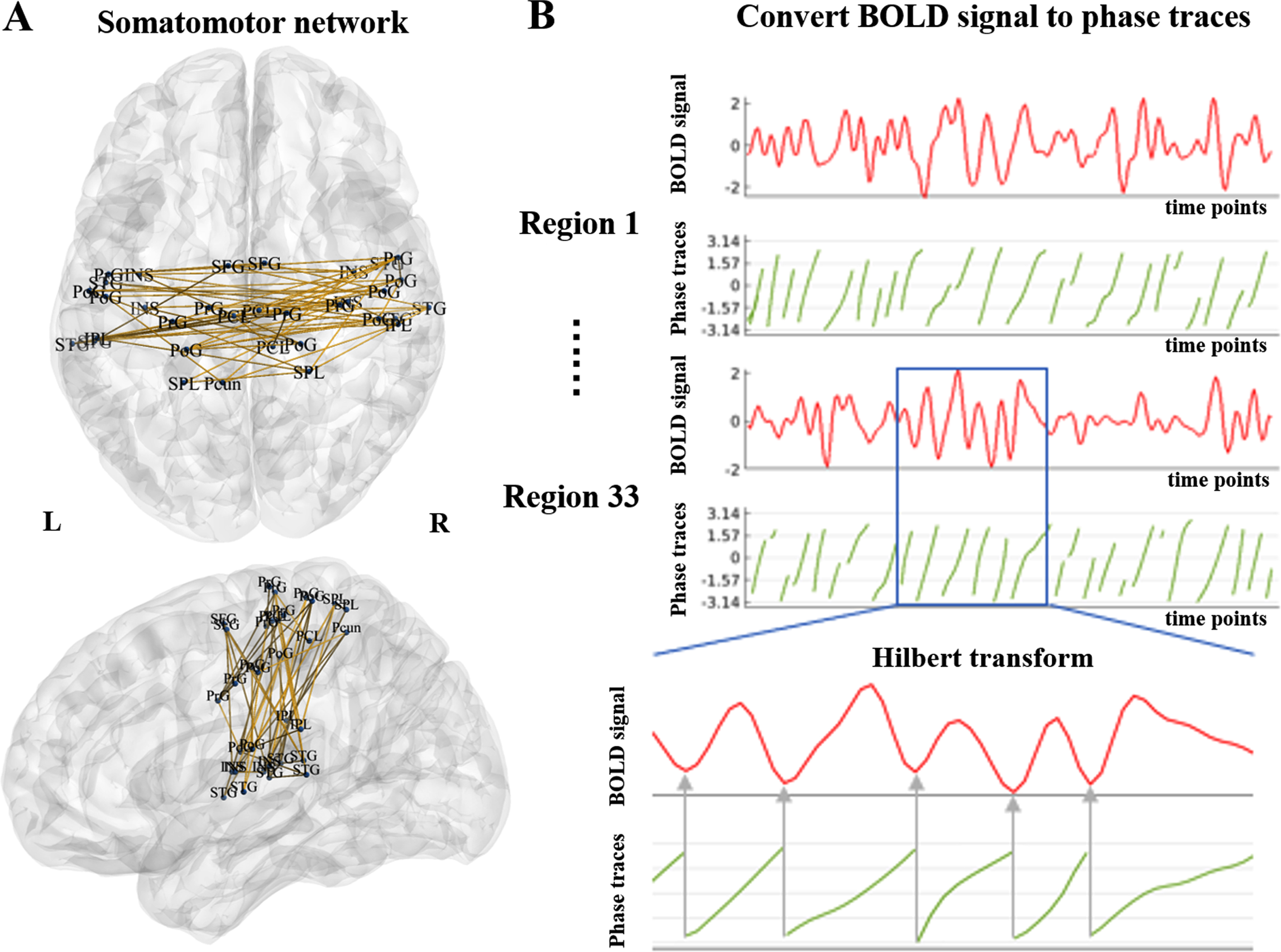 Diagram of the somatomotor network and the relationship between the BOLD signal and phase traces. A) Somatomotor network consisted of 33 nodes, including superior frontal gyrus (SFG), precentral gyrus (PrG), paracentral lobule (PCL), superior temporal gyrus (STG), superior parietal lobule (SPL), inferior parietal lobule (IPL), precuneus (Pcun), postcentral gyrus (PoG), and insular gyrus (INS). B) The BOLD signal was converted to phase traces using the Hilbert transform. BOLD: blood-oxygen-level dependent; L, left; R, right.