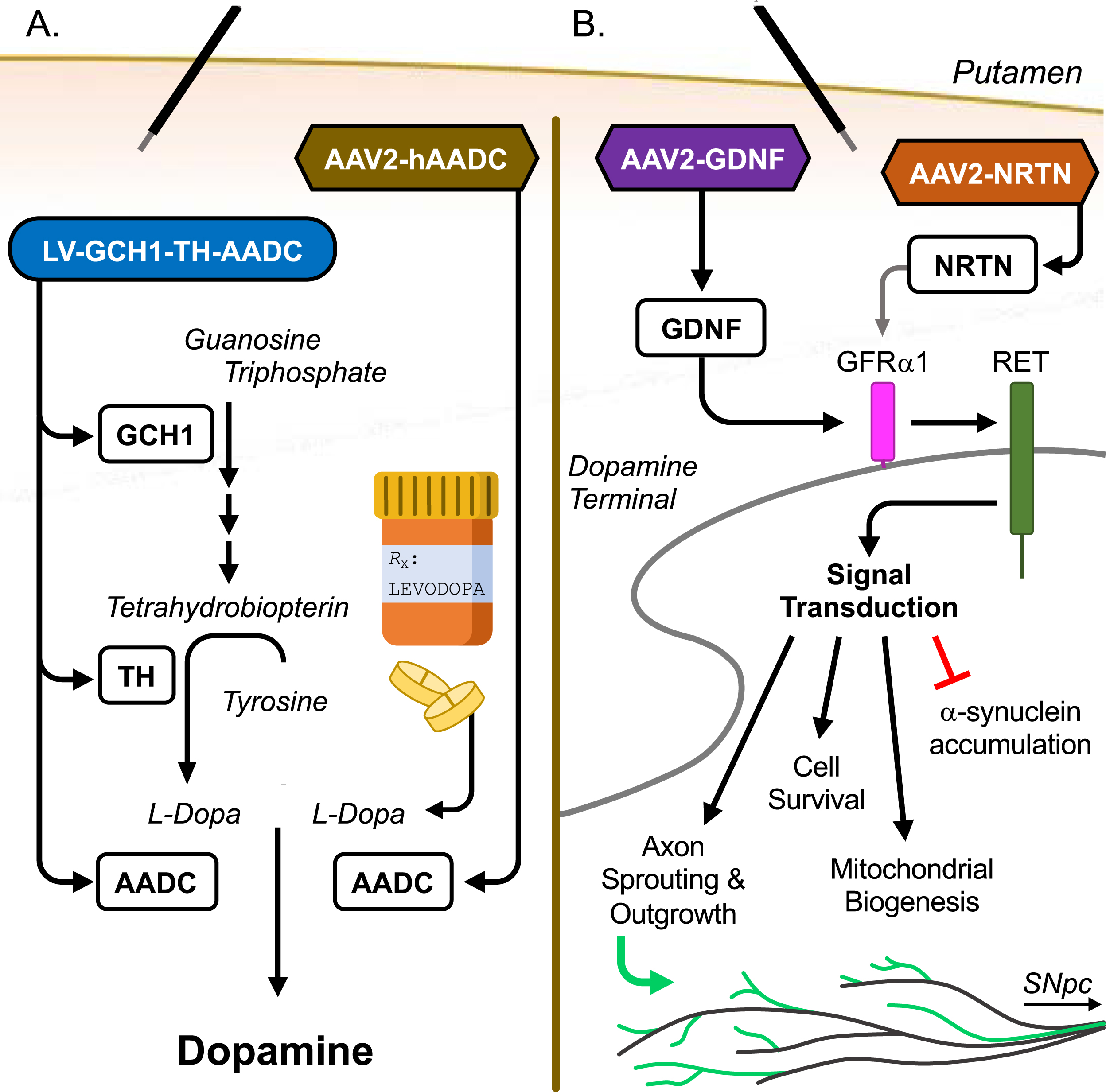 Methods of Action for Current Gene Therapies. A) Enhancement of dopamine production. LV-GCH1-TH-AADC transduction of putaminal neurons restores key enzymes of the DA production pathway, leading to increased production of the TH co-factor tetrahydrobiopterin (via GCH1), increased production of levodopa from tyrosine (via TH), and enhanced conversion of levodopa (L-DOPA) to readily available DA (via AADC). AAV2-hAADC transduction of putaminal neurons leads to the increased local production of AADC to enhance the conversion of L-DOPA to readily available DA. Both therapies durably enhance the amount and consistent production of DA, from both endogenously produced and medication derived L-DOPA, within the putamen with the goal of reducing “Off” time symptoms [1, 2]. B) Restoration of neurotrophic signaling. Transduction of putaminal neurons by AAV2-GDNF or AAV2-NRTN leads to increased expression of glial cell line-derived neurotrophic factor (GDNF) and neurturin (NRTN), respectively, both of which are decreased in PD brain. These neurotrophic factors exert their effects by binding to GDNF family receptor α (GFRα) members on the surface of the DA neuron terminals. GDNF has a high affinity for GFRα1, which is highly expressed on DA neurons. NRTN can also bind to GFRα1, though with a lower affinity. The receptor/ligand complex attracts and activates the transmembrane receptor RET, a receptor tyrosine kinase, triggering a cell survival signaling cascade within the DA neurons. Evidence from animal models of PD have shown that enhanced neurotrophic factor expression in the striatum can protect against nigrostriatal DA neuron loss, reduce α-synuclein accumulation in DA neurons, improve mitochondrial biogenesis and function, and encourage sprouting and growth of DA axons [14, 15, 58].