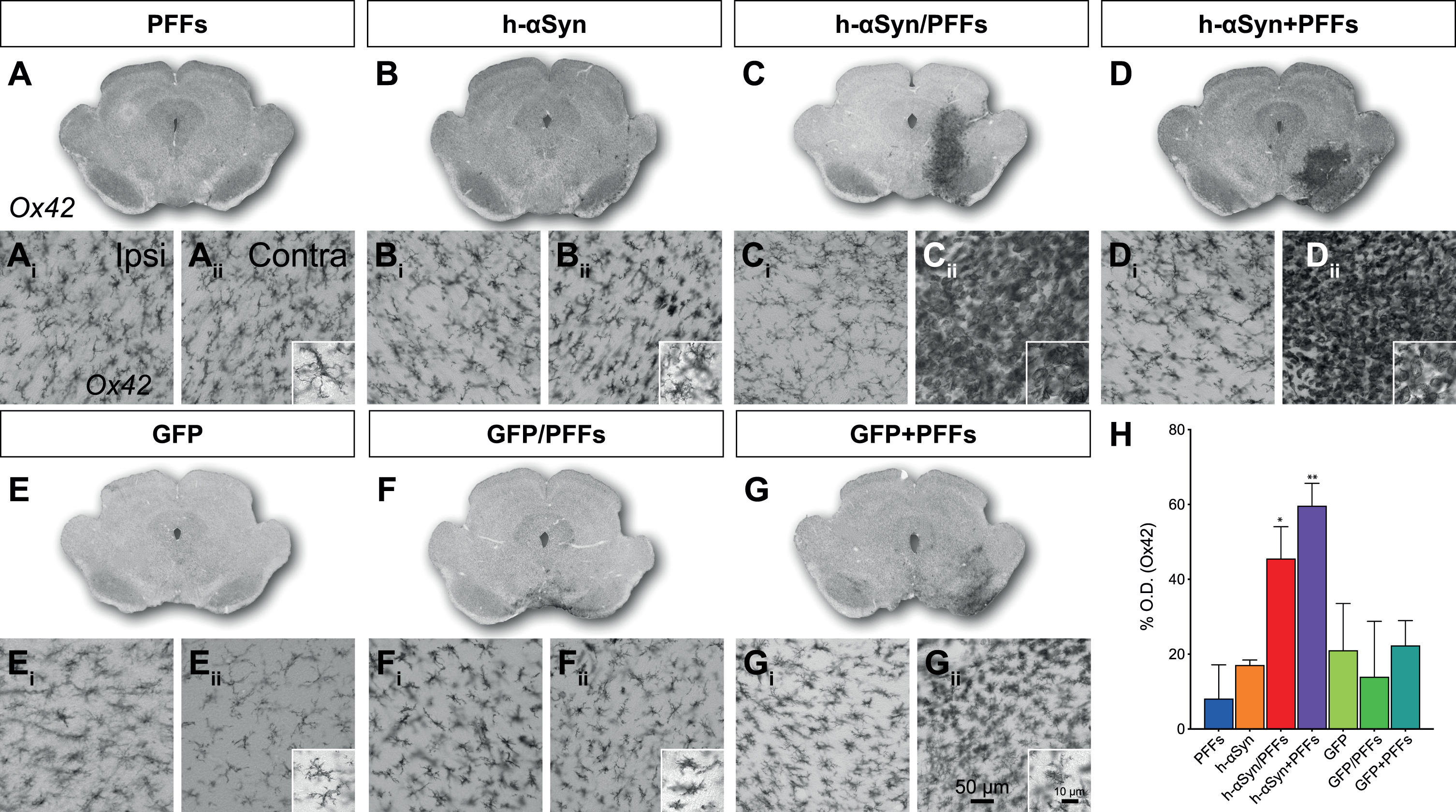 Inflammatory response. A-G) Overviews of rat midbrain sections stained for Ox42. Ai-Gii) Close-up 20X images for Ox42 immunoreactivity in contralateral (Ai-Gi) and ipsilateral (Aii-Gii) side for target and control groups and additional 63X magnification images (Aii-Gii) for the ipsilateral side. H) Densitometric analysis showing the increase in percentage for Ox42 staining intensity in the ipsilateral midbrain (vs. contralateral) for target and control groups. PFFs, preformed fibrils; h-αSyn, human alpha-synuclein; GFP, green fluorescent protein; Ipsi, ipsilateral; Contra, contralateral. Data are expressed as mean ± SEM. (*p < 0.05, **p < 0.01).