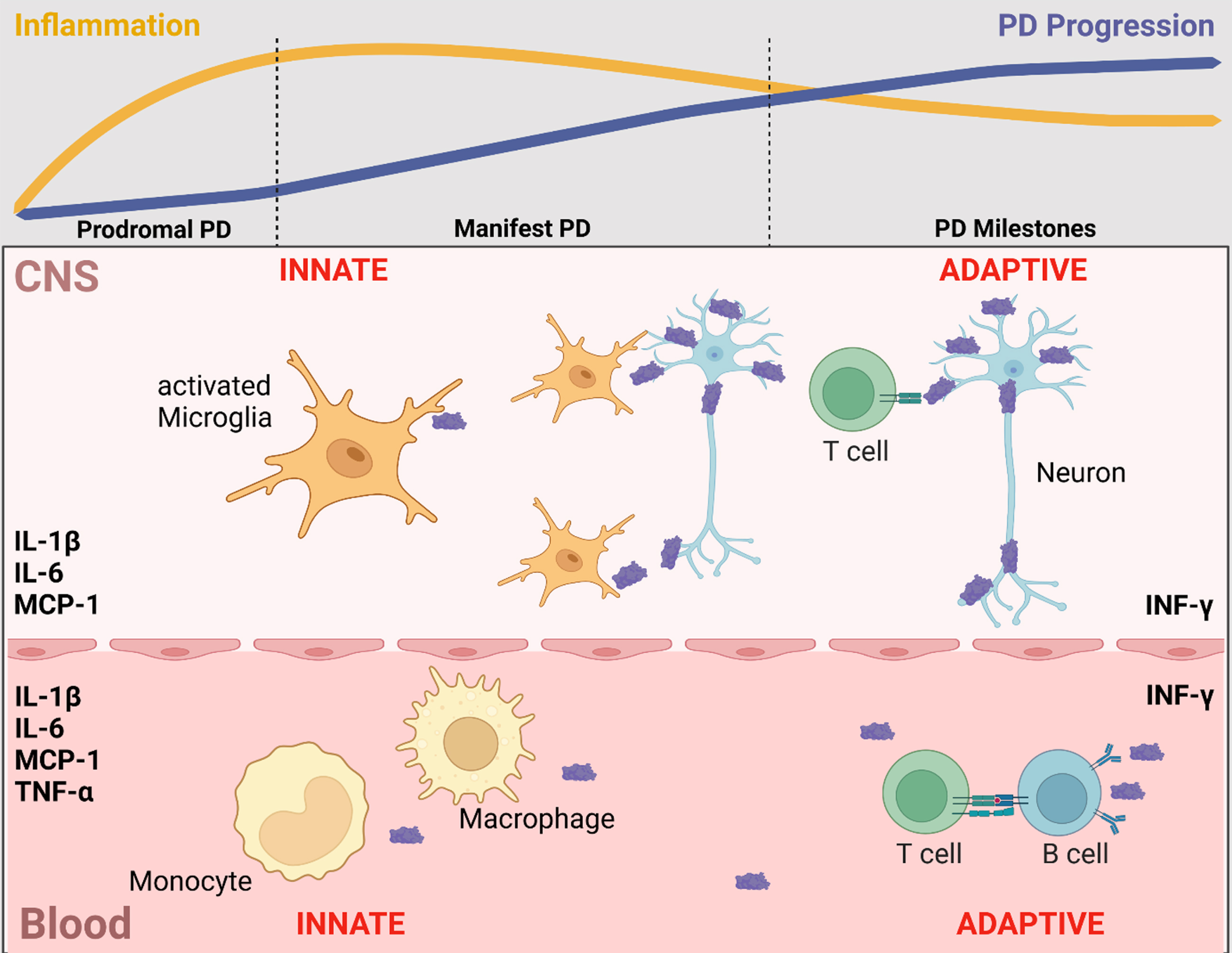 Inflammatory markers in blood and CSF that are associated with clinical trajectories, disease progression, and neurodegenerative/disease-specific protein levels. In line with evidence from post-mortem and cell studies, blood and CSF levels of inflammatory markers indicate a contribution of the innate and adaptive immune system in both CNS and periphery. Of these, the most frequently reported inflammatory markers in blood and CSF that are associated with clinical trajectories, disease progression and neurodegenerative/disease-specific protein levels are IL-1β, IL-6, INF-γ, MCP-1 and TNF-α. Notably, inflammation is maximized in the early disease stages and maintains a chronic profile during the course of the disease. Figure created in BioRender.com.