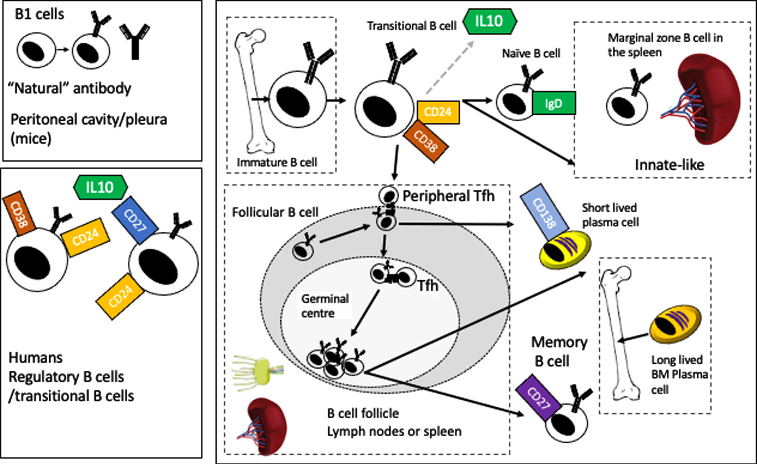Overview of B cell development and maturation.