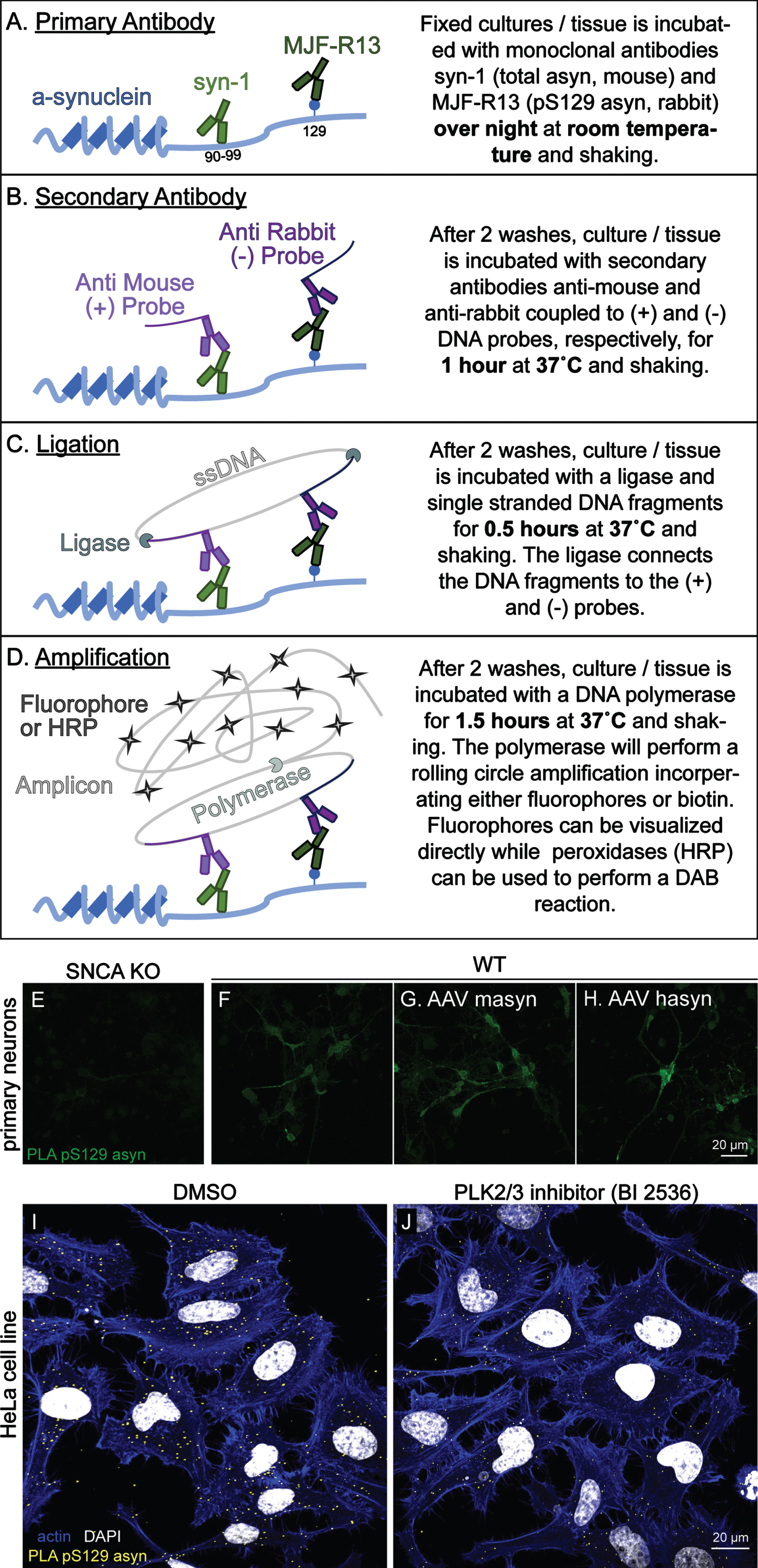 Fluorescent PLA specifically detects pS129 α-synuclein in primary cortical neuron cultures and HeLa cells. A–D) Schematic illustration of the principle experimental steps in the PLA protocol. E–H) The F-PLA specifically stains for pS129 asyn in WT (F) but not in SNCA KO (E) primary cortical neuron cultures. AAV overexpression of mouse asyn (AAV masyn) (G) and human asyn (AAV hasyn) (H) in WT cultures were used to further exemplify the utility of the F-PLA. In HeLa cells, the F-PLA also staines pS129 asyn (I) while cells treated with the PLK inhibitor BI2536 show a reduced staining signal (J).