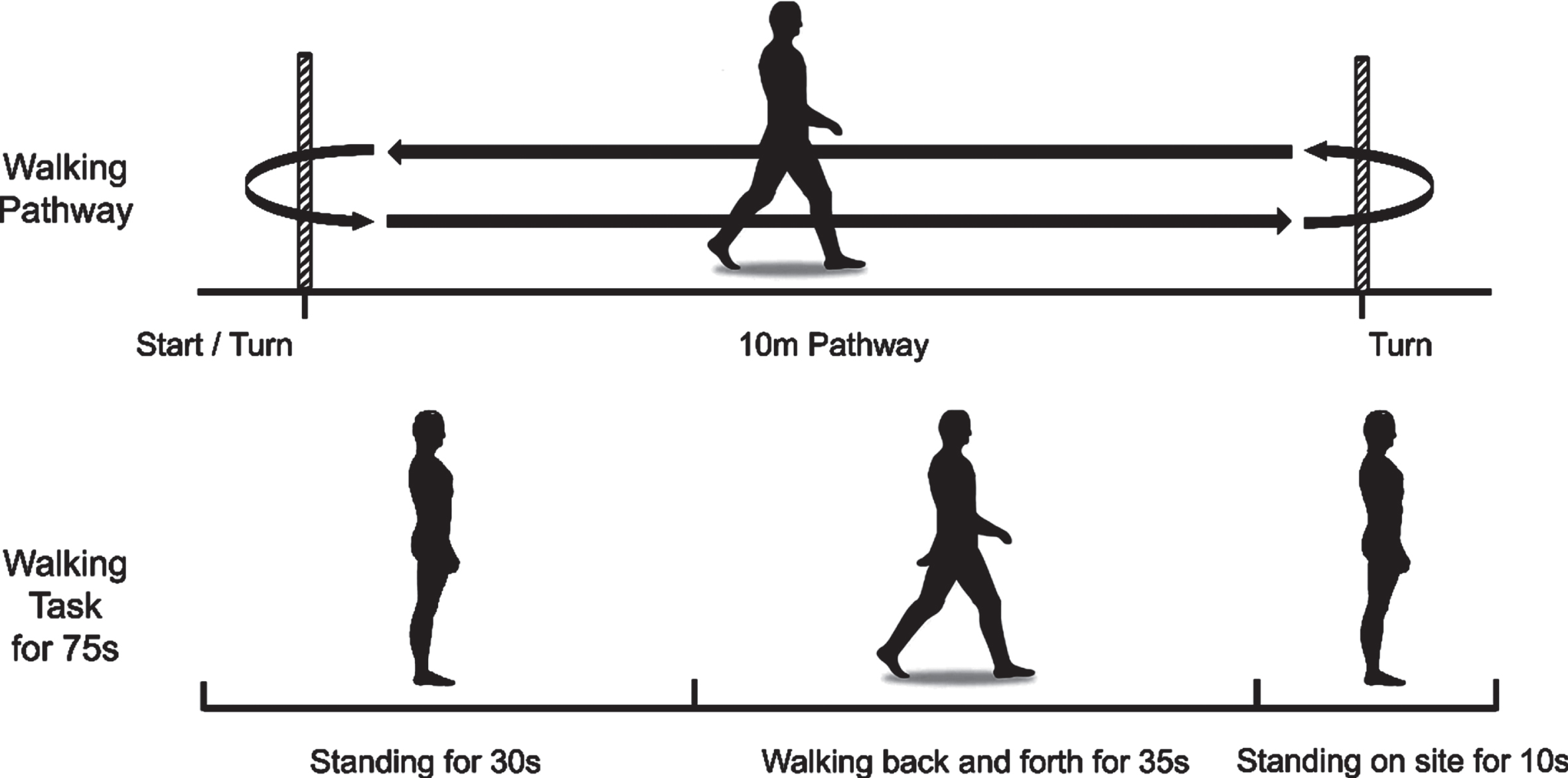 Experimental paradigm. Walking at a usual and relaxed speed on a 10-m footpath. Each trial started with standing for 30 s, followed by walking for 35 s, and stopped by standing on site for 10 s. The participants performed the same walking test three times.