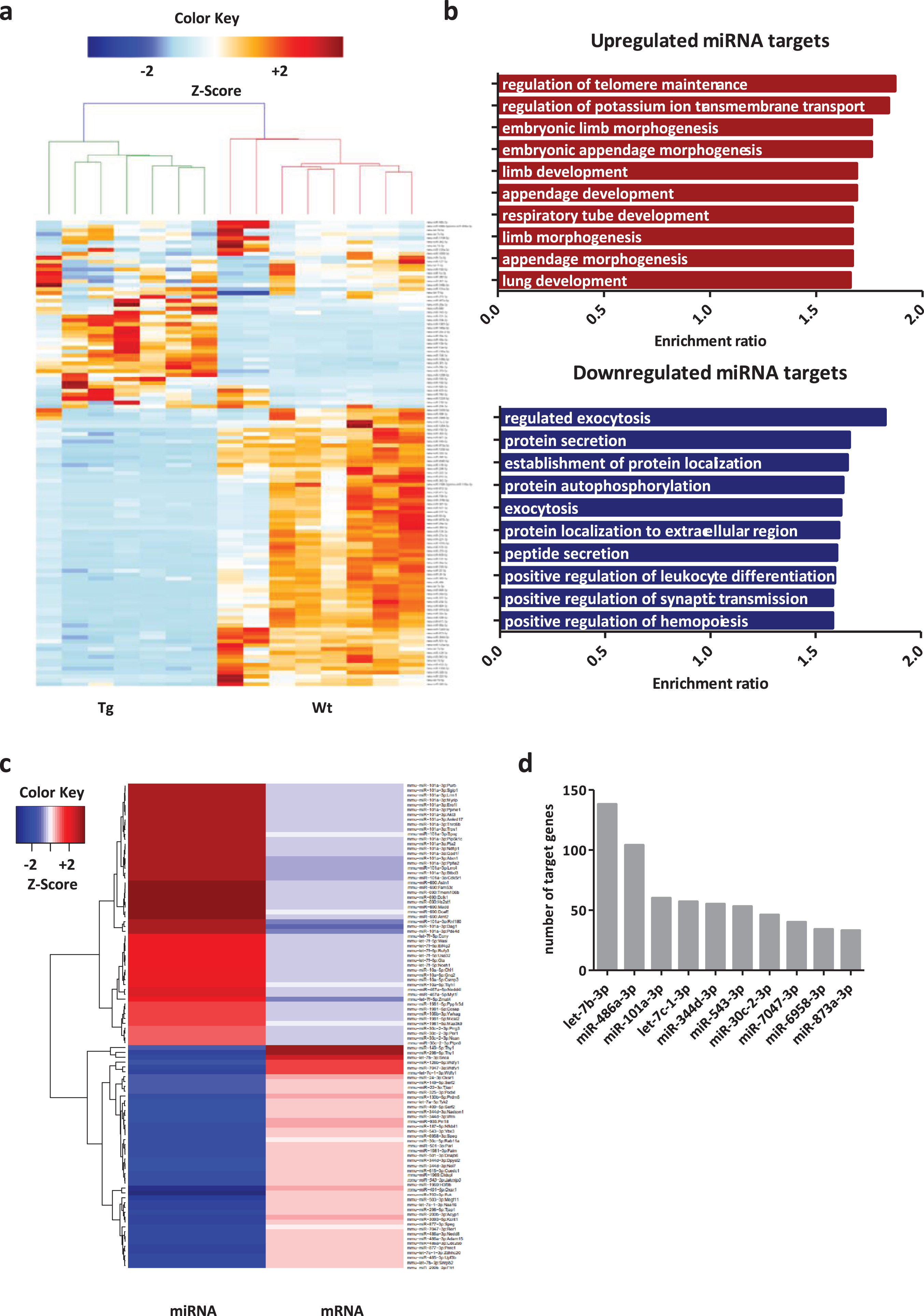 A30P αsyn expression alters midbrain miRNA expression. a) Heatmap illustrating differentially expressed miRNAs between Wt and Tg mice. The color key indicates expression levels ranging from lower (blue) to higher (red) expression. b) Enrichment ratio of overrepresented Gene Ontology terms of upregulated and downregulated miRNA targets. c) Heatmap illustrating negative interactions among deregulated miRNAs and mRNAs. The color key indicates expression levels ranging from lower (blue) to higher (red). d) Histogram plotting top interacting miRNAs according to number of target genes.