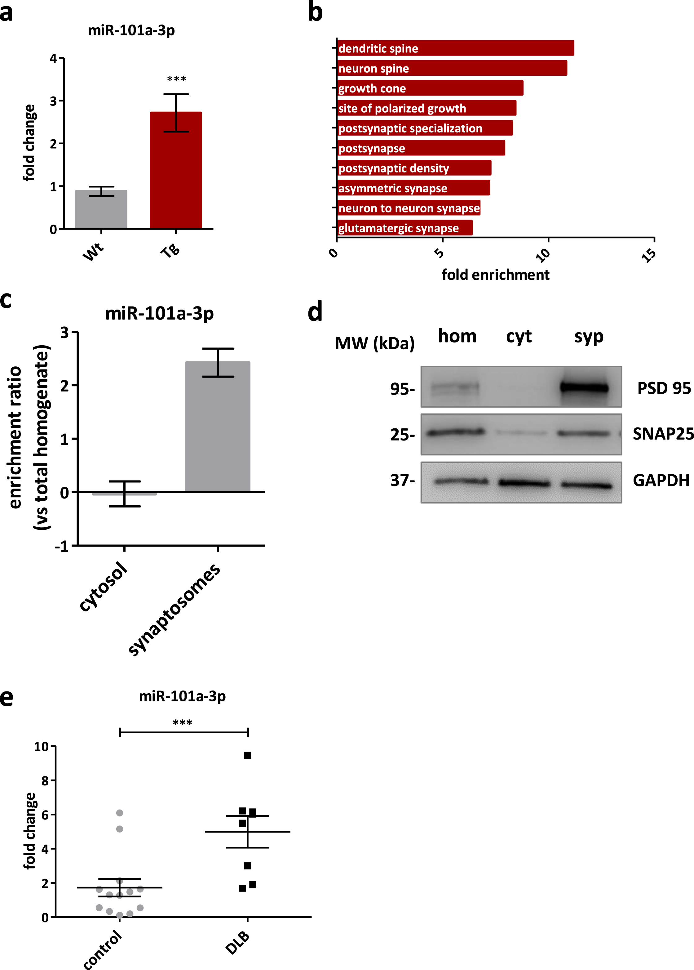 miR-101a-3p is a synaptic miRNA dysregulated in PD mouse model and DLB patients. a) Real time qPCR validation of miR-101a-3p levels in Wt (n = 8) and Tg (n = 7) mouse midbrain. b) Fold enrichment of overrepresented Gene Ontology terms among miR-101a-3p target genes. GAPDH is used for normalization. c) Bar graph of miR-101a-3p enrichment ratio in cytosol and synaptosomes compared to total homogenate. d) Representative immunoblot of synaptic markers in the crude midbrain homogenate (hom), cytosolic fraction (cyt) and purified synaptosomes (syp) used for miRNA assessment e. miR-101a-3p levels quantified by real-time qPCR in cortex of 8 DLB patients and 14 control samples of healthy individuals.; All data are expressed as mean±SEM; Student’s t-test; *p < 0.05, **p < 0.01, ***p < 0.001).
