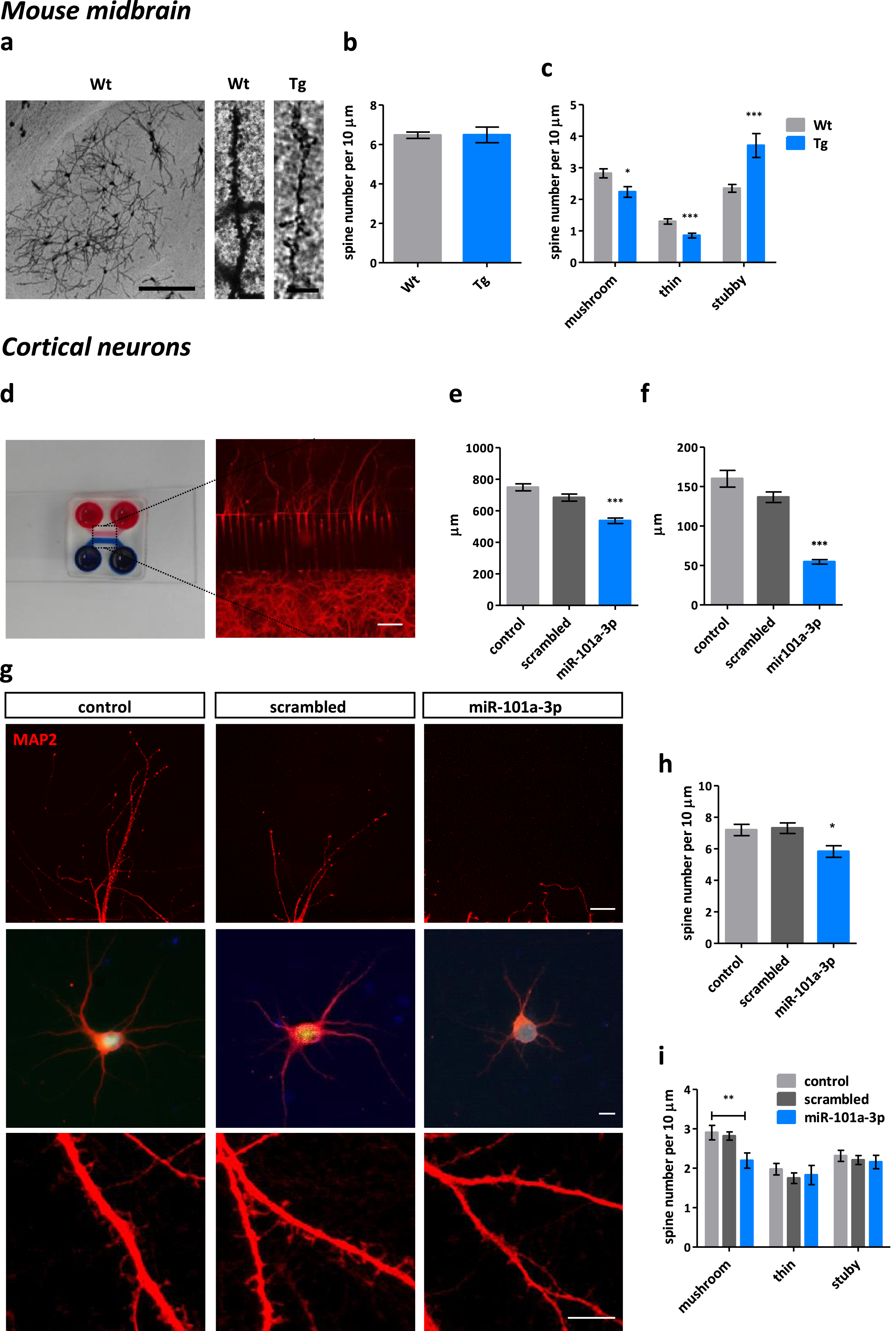 miR-101a-3p reduces dendritic length and alters dendritic spine morphology in vivo and in vitro. a) Representative Golgi-Cox staining images of the analyzed brain region in Wt mouse; brightfield; scale bar = 200μm; and dendritic spine segments of Wt and Tg animals; brightfield; scale bar = 10μm. b) Quantification of total dendritic spines per 10μm dendrite and c. classified as mushroom, thin and stubby in Wt (n = 3) and Tg (n = 3) mice. (n≥45×10μm segments per condition manually counted with Fiji software). d) Photo of the custom made MFD; upper wells and chamber are filled with red dye and the bottom with blue dye. Fluorescent image of neurons cultured in the bottom chamber and the dendrites growing to the upper chamber through the microgrooves; MAP2 - red; scale bar = 200μm. e) Bar graph of average length (μm) of distal dendrites growing through the microgrooves of MFDs of neurons infected with control vector expressing only GFP (control), vector expressing GFP and scrambled miRNA sequence (scrambled) and vector expressing GFP and miR-101a-3p (miR-101a-3p) (n = 3 individual experiments×3 MFDs per condition). f) Bar graph of average length (μm) of apical dendrites in sparsely cultured infected neurons (n≥25 cells from 4 individual experiments per condition). g) Representative images of dendrites at the exit point to the upper chamber of the MFDs; MAP2 - red; scale bar = 50μm, single infected neurons; GFP – green; MAP2 - red; Hoechst – blue; scale bar = 10μm and dendritic spine segments; MAP2 – red; scale bar = 50μm. h) Quantification of total dendritic spine number and i) classification of mushroom, thin and stubby dendritic spines per 10μm dendrite of infected neurons (n≥32×10μm segments per condition manually counted with Fiji software). All data are expressed as mean±SEM; Student’s t-test; *p < 0.05, **p < 0.01, ***p < 0.001).
