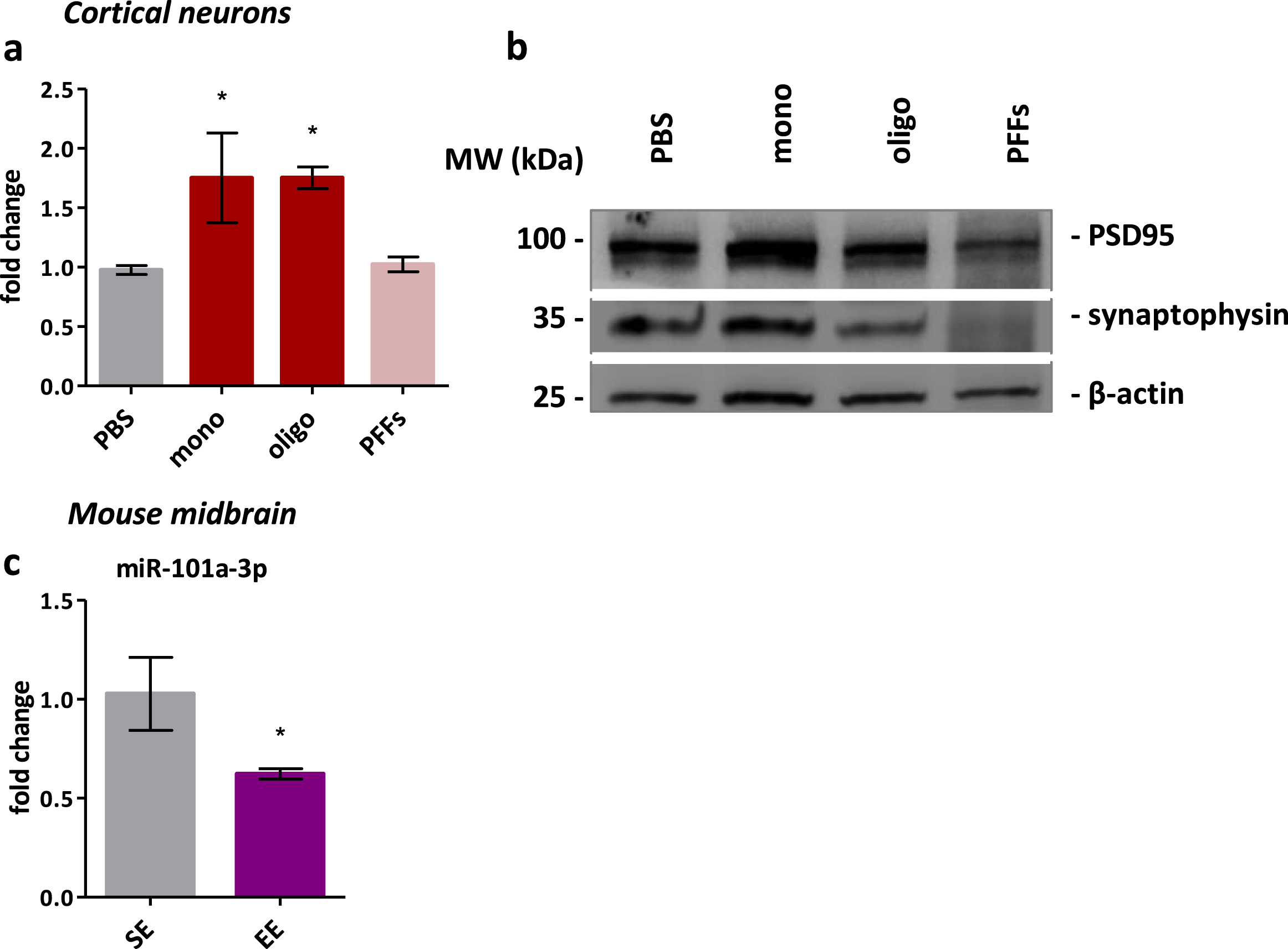 miR-101a-3p is reduced in a model of synaptic plasticity and induced by aSyn. a) Real-time qPCR assessment of miR-101a-3p levels in neurons exposed to monomeric or oligomeric aSyn species and PFFs. b) Representative Immunoblot of synaptic markers in neurons exposed to the different aSyn species. β-actin is used for normalization. c) Real-time qPCR assessment of miR-101a-3p levels in midbrain of mice grown in standard environment (n = 4) or enriched environment (n = 4). All data are expressed as mean±SEM; Student’s t-test; *p < 0.05, **p < 0.01, ***p < 0.001).