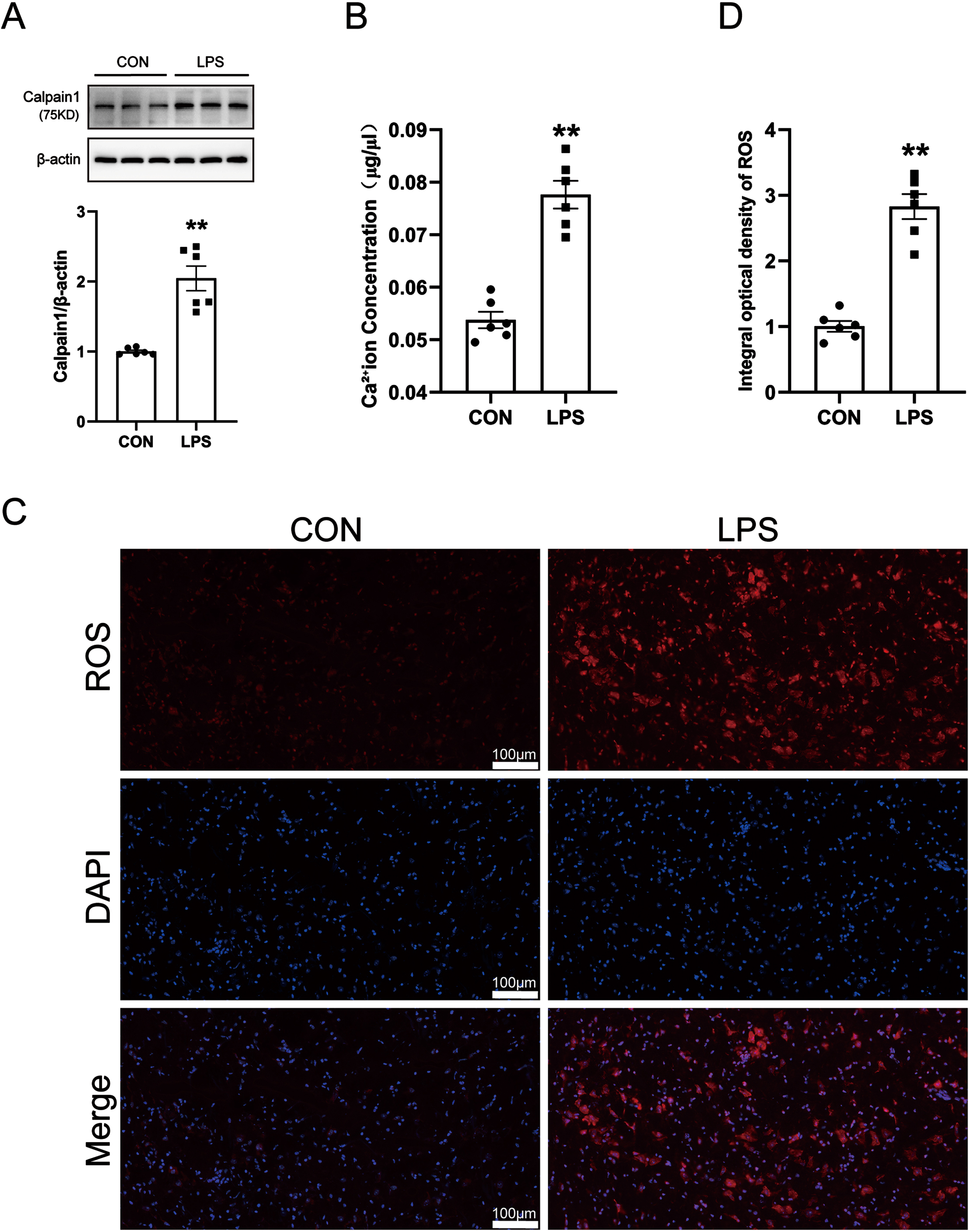 Changes of calcium ions, calpain 1 and ROS in LPS-induced PD mice model. A) Calcium Colorimetric Assay Kit for calcium level. B) Western blot for calpain 1 protein level. C) ROS-Immunofluorescence images. The bar is 100μm. D) The mean density of ROS production in the SN. Data are expressed as mean±SEM (n = 6). **p < 0.01 vs. the control group.