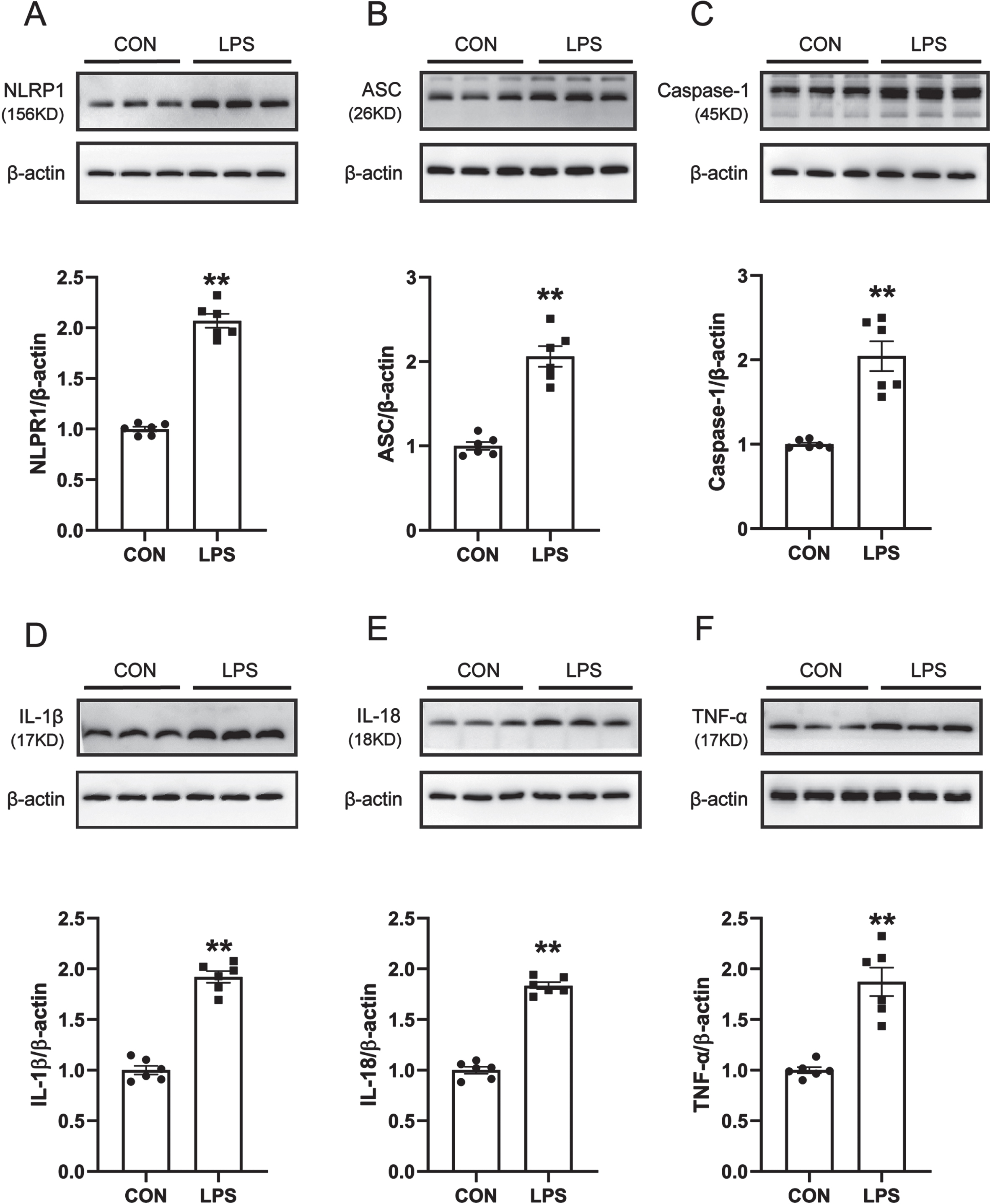 NLRP1 inflammasome activation and related inflammatory response in LPS-induced PD mice model. A) Western blot for NLRP1 protein level. B) Western blot for ASC protein level. C) Western blot for Caspase1 protein level. D) Western blot for IL-1β protein level. E) Western blot for IL-18 protein level. F) Western blot for TNF-α protein level. Data are expressed as mean±SEM (n = 6). **p < 0.01 vs. the control group.