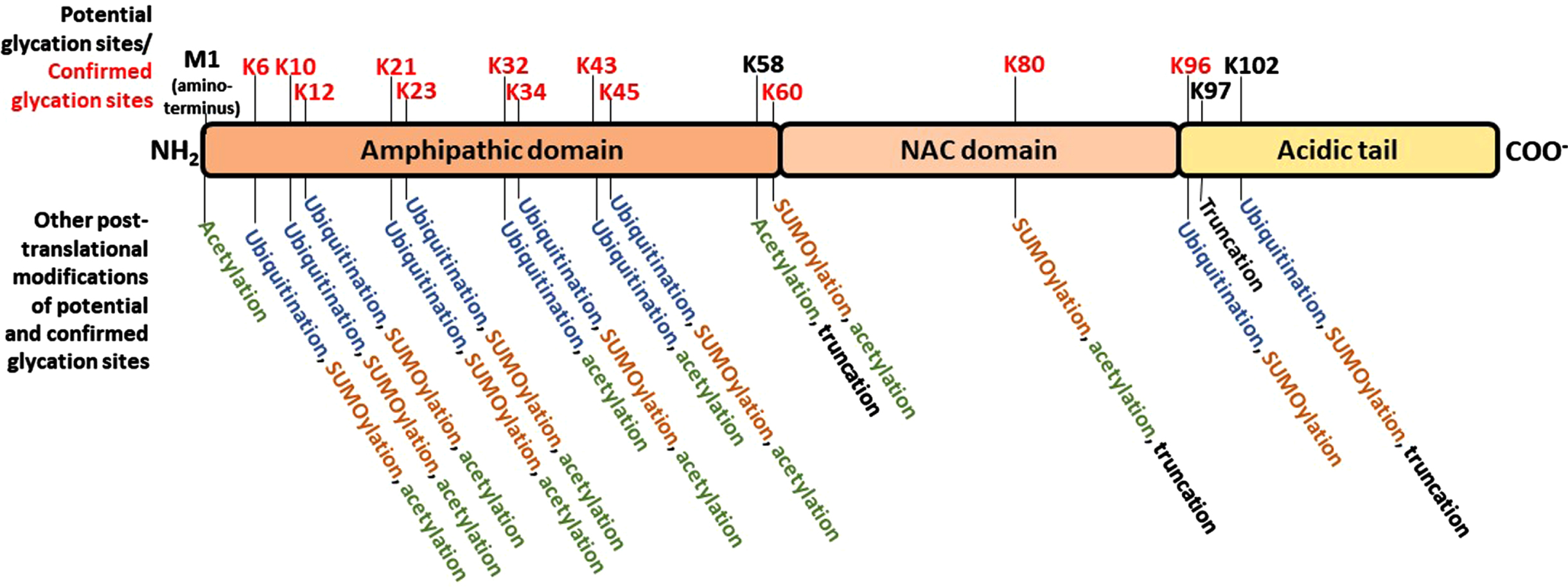 Schematic representation of α-synuclein, highlighting the three domains defined based on the amino acid composition, the potential glycation sites and alternative post-translational modifications of each potential glycation site. N-terminal region, positively charged region. NAC: non-amyloid-β component. C-terminal acidic region. The positions of all potential glycation residues – every lysine (K) residue, along with the N-terminal methionine (M) - are marked in the upper part of the schematic protein structure; red text denote the residues in which glycation has been experimentally confirmed. In the lower part of the panel, the other post-translational modifications that have been observed at each correspondent glycation site marked in the upper panel are listed.