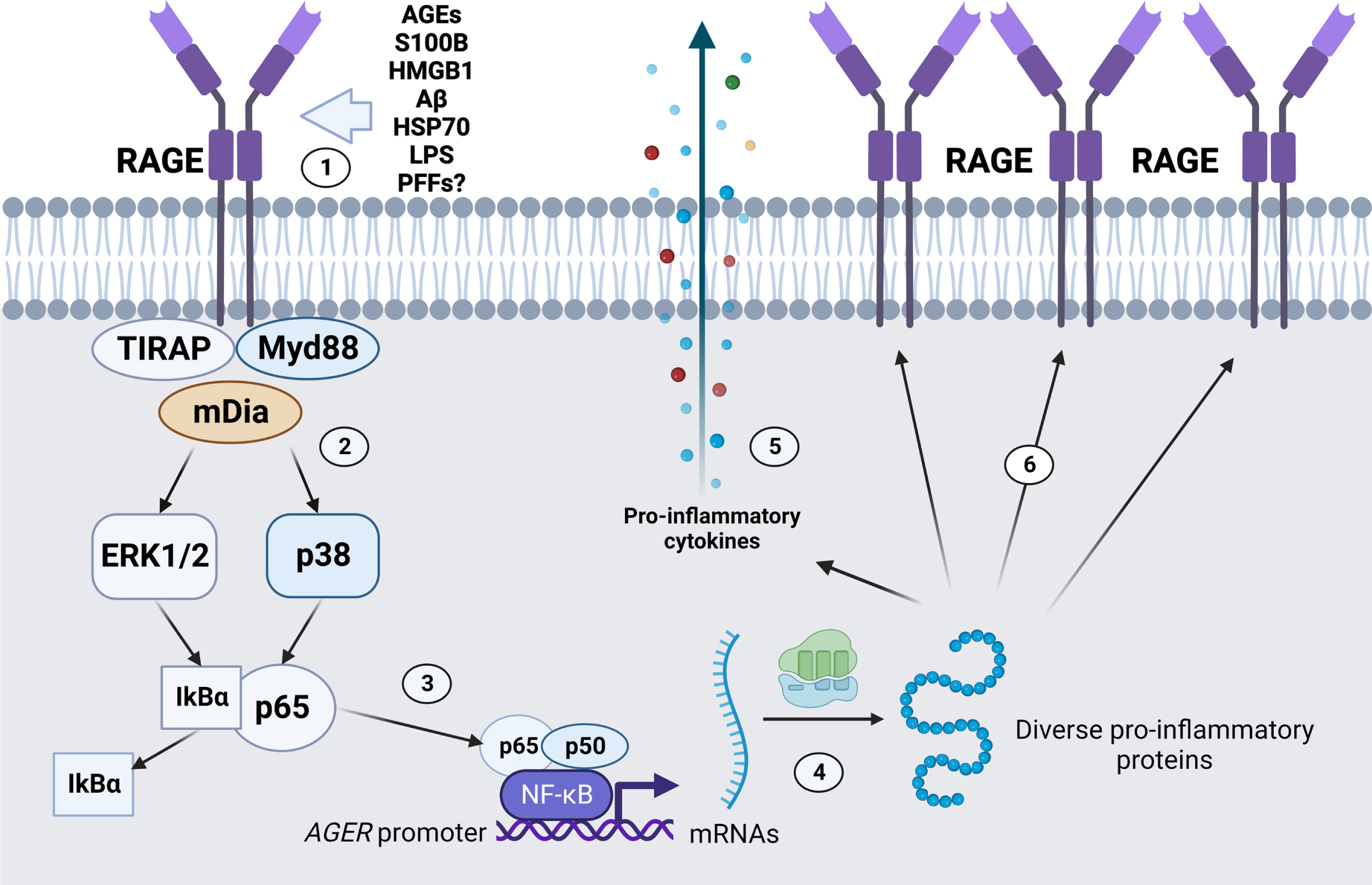Promotion of pro-inflammatory gene transcripion and RAGE positive feedback expression by RAGE activation. (1) Diverse RAGE ligands, such as AGEs, S100B, HMGB1, Aβ, HSP70, LPS, and α-synuclein PFFs, among other ligands, bind to RAGE in the extracellular space. (2) RAGE activation is mediated by intracellular proteins such as the TIRAP-Myd88 system, and/or mDia cytoskeleton component, leading to different effects such as NADPH oxidase activation (not shown) and ERK1/2 and p38 activation. (3) ERK1/2 and p38 activation can promote the dissociation of the NF-kB subunit p65 from the inhibitory partner IkBα, leading to nuclear translocation and activation of NF-kB promoter activity. (4) Transcription of diverse pro-inflammatory genes is activated, such as (5) pro-inflammatory cytokines for cell release and (6) additional copies of RAGE. Image created with BioRender.com.