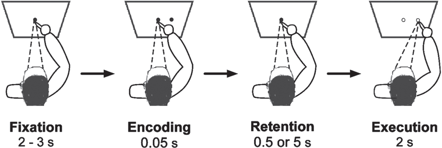 Memory-guided reaching task. Illustration of the experimental task. The memory-guided reaching task was performed with the right hand, and reaches were performed in a 3D space. The quadrilateral depicts the plane in which the fixation and targets were presented. Variation of temporal load occurred during Retention Delay and was either 0.5 s or 5 s.