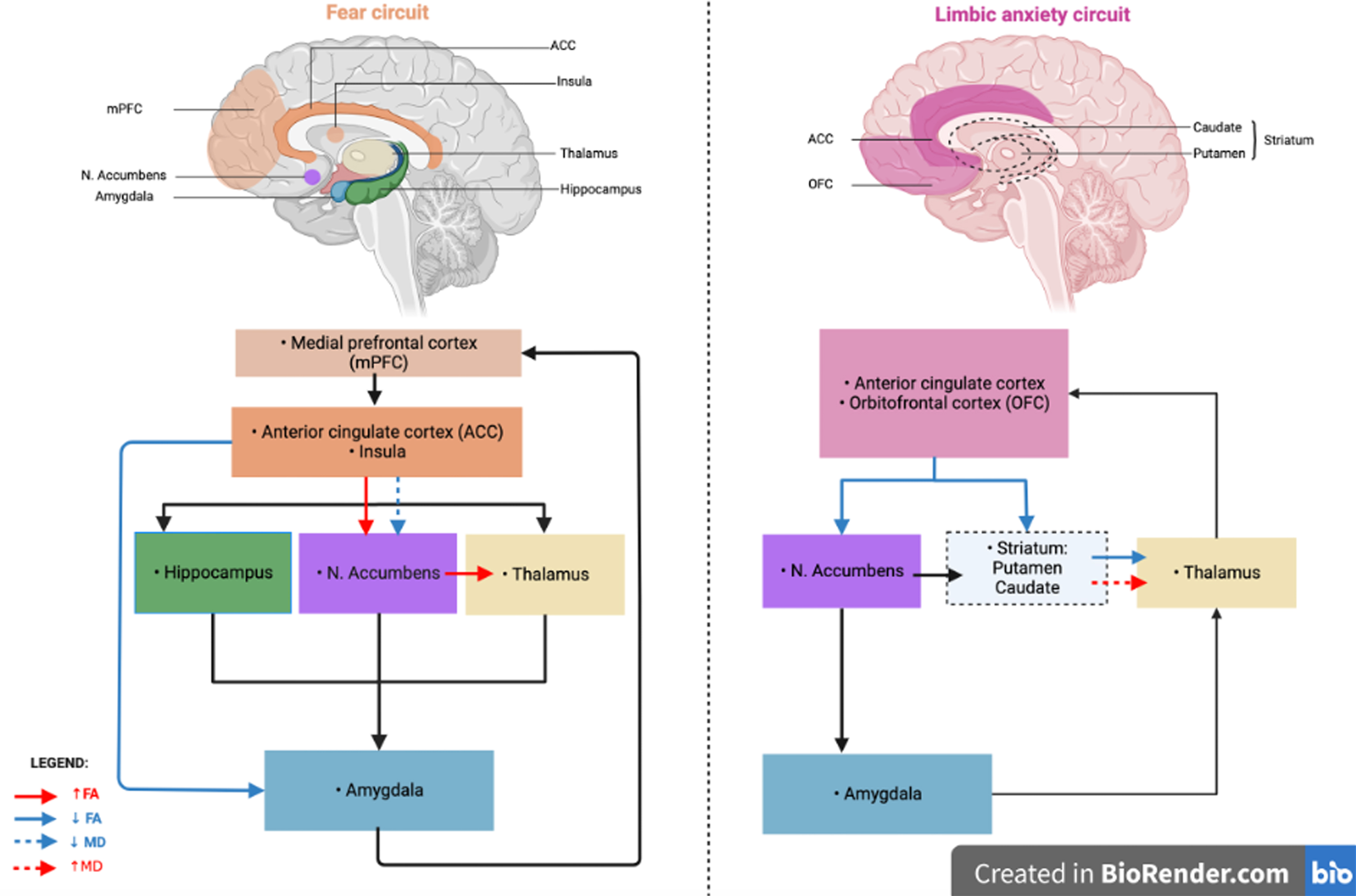 Graphical representation of microstructural alteration in specific tracts of the fear circuit and the limbic anxiety circuit in Parkinson’s disease patients with anxiety. FA, fractional anisotropy; MD, mean diffusivity. Figure created in BioRender.com.