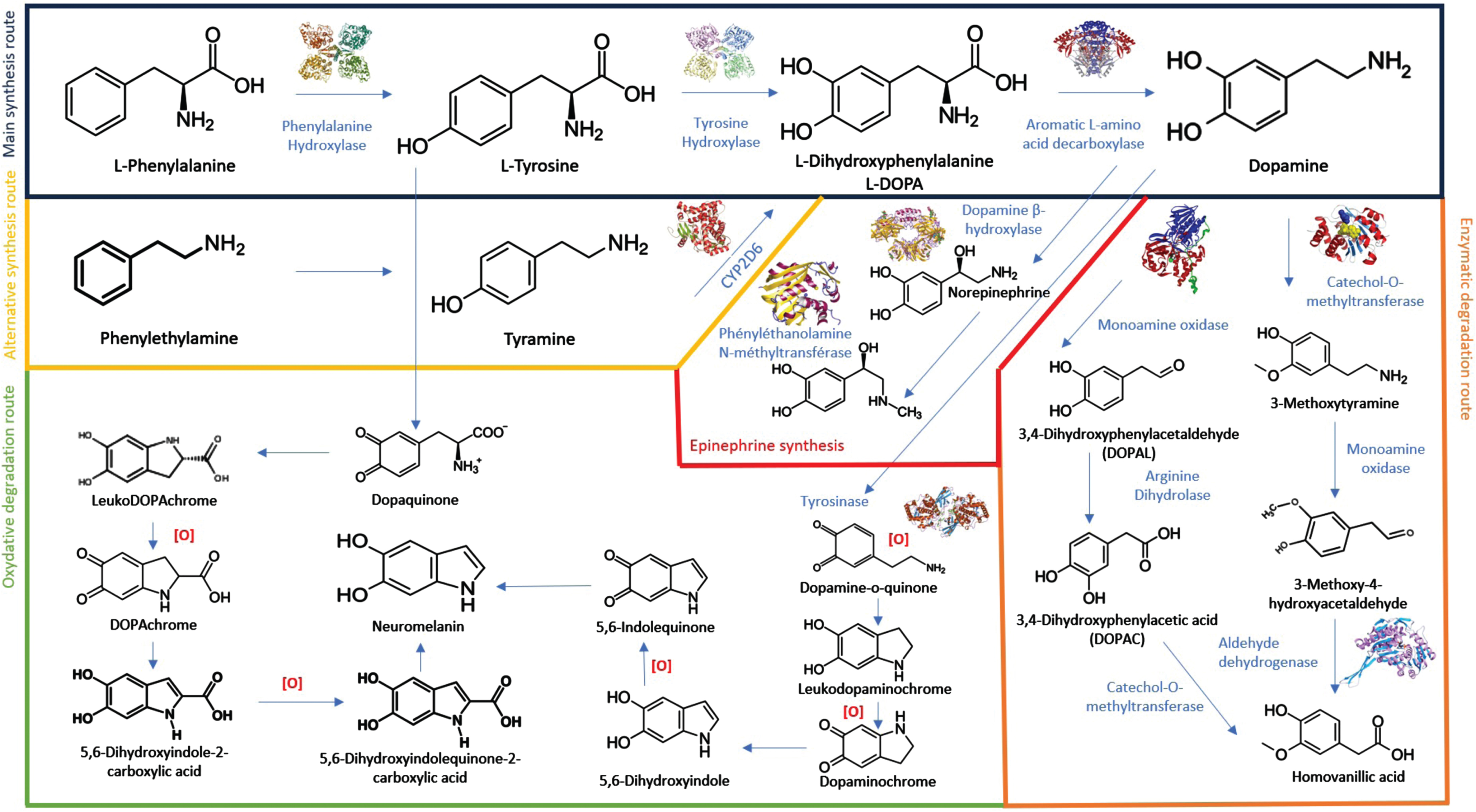 Complex metabolization of L-DOPA and dopamine through many enzymatic and non-enzymatic pathways.