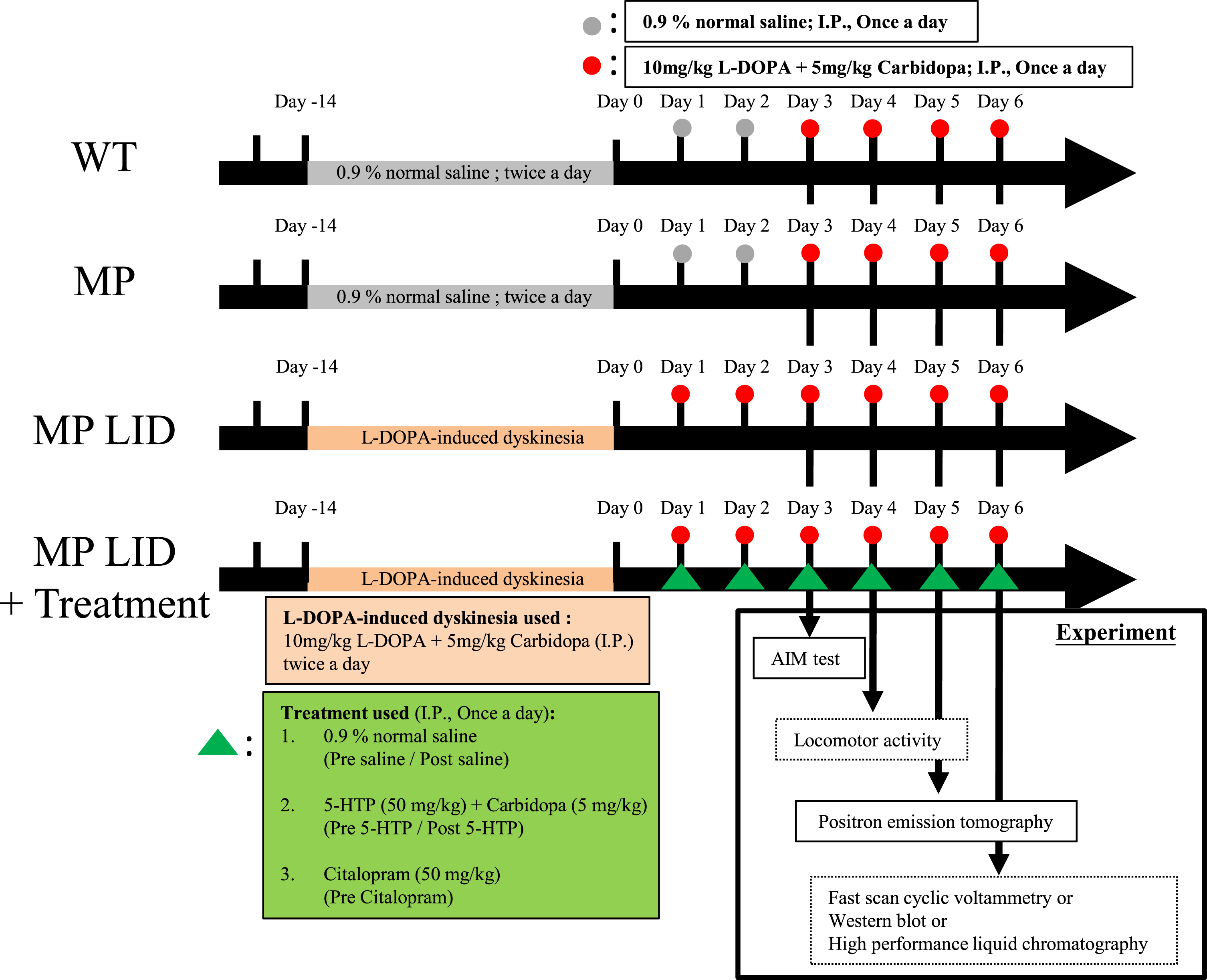 The experimental protocol for this study involves categorizing the experimental mice into four groups: normal animals (WT), PD mice (MP), MP mice with L-DOPA-induced dyskinesia (MP LID), and the MP LID treatment group. L-DOPA and Carbidopa were administered daily to the MP LID mice from Day 1 to Day 6, while WT and MP mice received only L-DOPA and Carbidopa from Day 3 to Day 6. The experiment commenced after administering L-DOPA and Carbidopa from Day 3 to Day 5. On Day 6, 10 min after administering L-DOPA and Carbidopa, the mice were euthanized by cervical dislocation, and their brains were then removed for subsequent experiments.