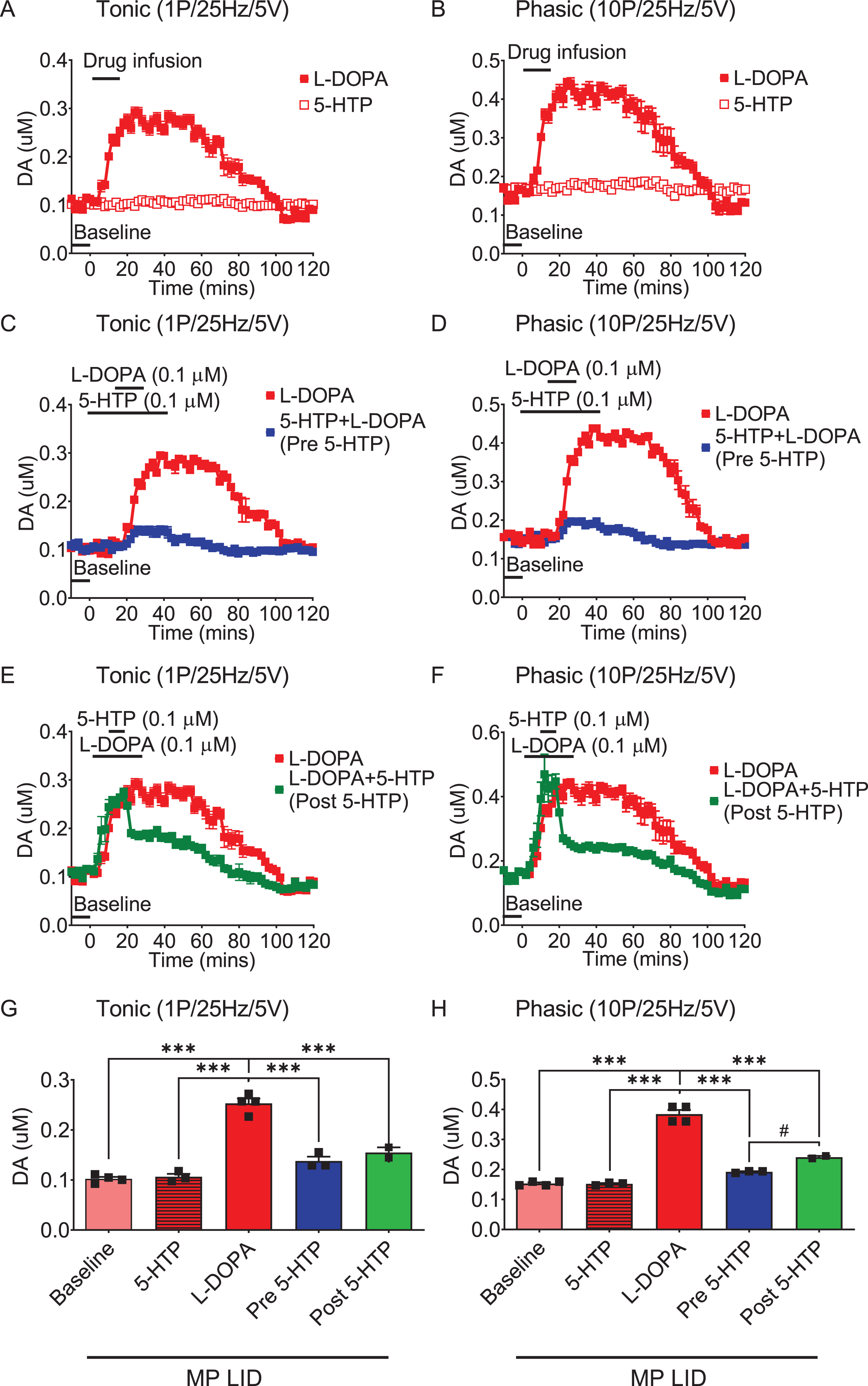 The administration of 5-HTP in the dorsal striatal slices from MP LID mice reduces dopamine release induced by supplementary L-DOPA, as measured using FSCV (fast-scan cyclic voltammetry). Dopamine release following L-DOPA infusion showed a significant increase in MP LID mice in both tonic release (induced by a single pulse at 25 Hz with 5 volts stimulation intensity) and phasic release (induced by 10 pulses at 25 Hz with 5 volts stimulation intensity), as illustrated in graphs (A) and (B) respectively. The increased release of dopamine caused by the infusion of L-DOPA could be suppressed by 5-HTP, whether administered beforehand (C, D) or afterward (E, F). G) With tonic stimulation, the co-administration of 5-HTP effectively reduced L-DOPA-induced dopamine release in the MP LID groups. One-way ANOVA followed by a Bonferroni post hoc test for multiple comparisons. ***p < 0.001, compared to MP LID + L-DOPA (red bar). H) With phasic stimulation, pre-treatment (blue bar, MP LID + 5-HTP + L-DOPA) or post-treatment (green bar, MP LID + L-DOPA + 5-HTP) of 5-HTP exhibited a significant suppression of L-DOPA-induced dopamine release in striatal slices. One-way ANOVA followed by a Bonferroni post hoc test for multiple comparisons. ***p < 0.001, compared to MP LID + L-DOPA; MP LID + 5-HTP + L-DOPA compared to MP LID + L-DOPA + 5-HTP, #p < 0.05.