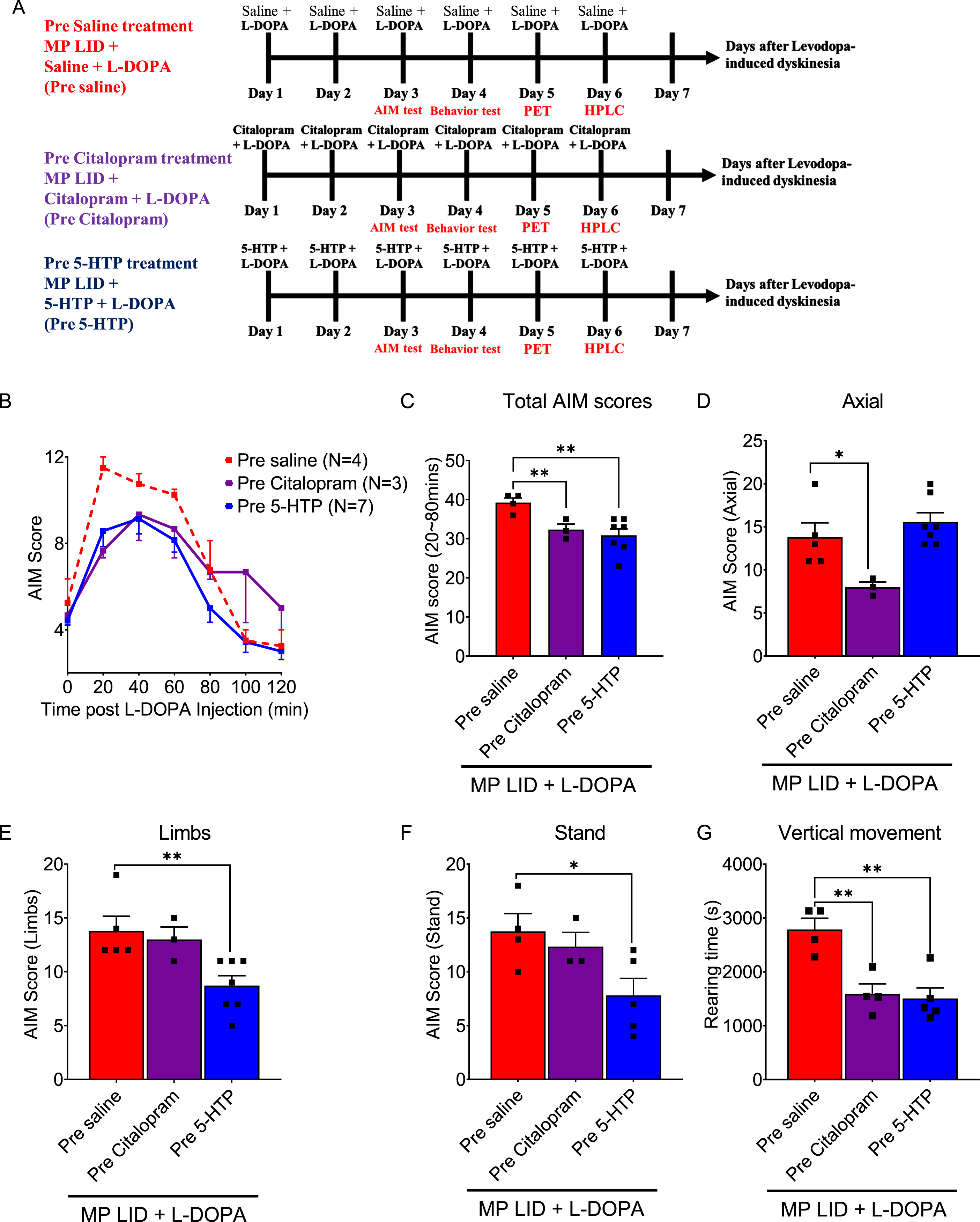 Pharmacological modulation of the serotonin system can potentially affect the release of dopamine that is implicated in the development and manifestation of LID in MP mice. In addition to 5-HTP, Citalopram, a selective serotonin reuptake inhibitor (SERT inhibitor), was co-administered with L-DOPA. Subsequently, the AIM score was monitored using the experimental protocol depicted in (A). B) The AIM scores of each group were documented every 20 min following the injection of L-DOPA, over a duration of 2 h. C) The administration of 5-HTP (red bar: MP LID + Saline + L-DOPA vs. blue bar: MP LID + 5-HTP + L-DOPA, p < 0.01) or Citalopram (red bar: MP LID + Saline + L-DOPA vs. purple bar: MP LID + Citalopram + L-DOPA, p < 0.01) resulted in a significant decrease in the total AIM scores in L-DOPA-primed MP. D) The administration of Citalopram (p < 0.05) suppresses the occurrence of abnormal axial movements in the MP LID mice. The abnormal increase in (E) limb movements and (F) standing behavior observed in MP LID mice can be mitigated by 5-HTP (p < 0.05). G) The administration of either 5-HTP or Citalopram ameliorates the abnormal increase in vertical activity in MP LID mice. One-way ANOVA followed by a Bonferroni post hoc test for multiple comparisons. *p < 0.05, **p < 0.01, ***p < 0.001, compared to MP LID + Saline + L-DOPA.