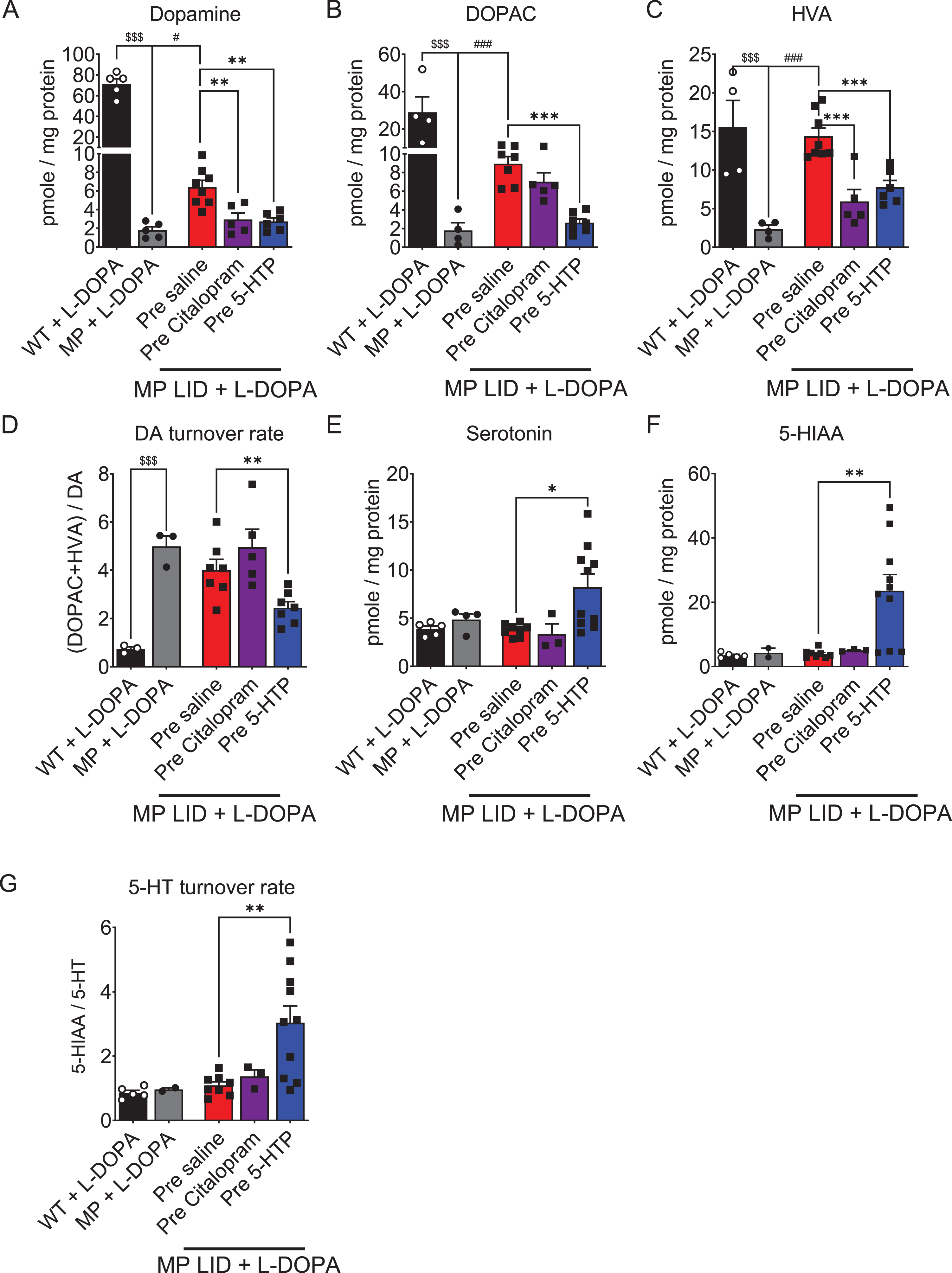 The concentrations of DA, serotonin, and their metabolites in the striatum were measured using high-performance liquid chromatography (HPLC) in the presence or absence of L-DOPA treatment. A) The DA concentration in the striatum of MP mice was lower than that of WT mice. The DA concentration in the striatum of MP LID mice receiving L-DOPA was higher than that in MP mice. The significant increase in DA concentration induced by L-DOPA injection in the MP LID group can be effectively suppressed by pre-treatment with 5-HTP or Citalopram. Only the administration of 5-HTP was able to suppress the increase in dopamine metabolites (red bar: MP LID + Saline + L-DOPA vs. blue bar: MP LID + 5-HTP + L-DOPA, p < 0.01), including DOPAC (p < 0.001) (B) and HVA (p < 0.001) (C), in the MP LID group following L-DOPA administration. The administration of Citalopram reduces only the increase in tissue concentration of HVA induced by L-DOPA in the MP LID group. D) The DA turnover rate increased significantly in MP and MP LID groups, which was suppressed by the administration of 5-HTP (p < 0.01). The concentration of serotonin (p < 0.05) (E), 5-HIAA (p < 0.01) (F), and the 5-HT turnover rate (p < 0.01) (G) exhibited significant increases in the striatum in MP LID mice given 5-HTP and L-DOPA, compared to MP LID mice given saline and L-DOPA. However, the administration of Citalopram did not have any effect on these measures. One-way ANOVA followed by a Bonferroni post hoc test for multiple comparisons. *p < 0.05, **p < 0.01, ***p < 0.001, compared to MP LID + Saline + L-DOPA; MP compared to MP LID + Saline + L-DOPA, #p < 0.05, ###p < 0.001; WT compared to MP, $$$p < 0.001.