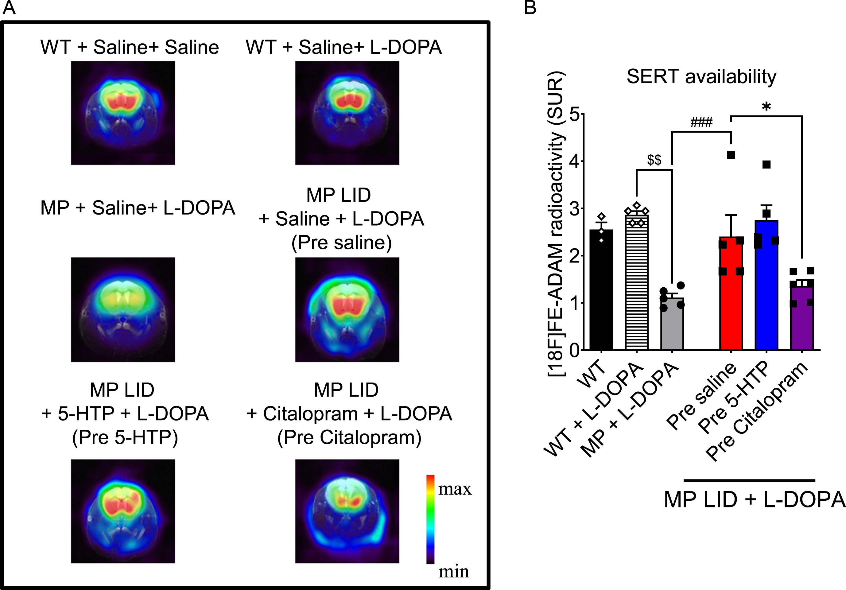 PET scans of serotonin transporter (SERT) activity in WT, MP and MP LID mice. A) The bioactivity or availability of the serotonin transporter (SERT) was assessed using [18F]FE-ADAM radioactivity (SUR) measured in PET scans. Experimental animals were given L-DOPA and carbidopa for 20 min before undergoing PET scans. A lower activity was seen in MP mice compared to WT mice (WT + L-DOPA vs. MP + L-DOPA, p < 0.01), while an increase in activity was observed in MP LID mice. B) The SUR values in each group, plotted on a panel, revealed that the availability of SERT in MP LID mice was higher compared to MP mice (MP + L-DOPA vs. MP LID + Saline + L-DOPA, p < 0.001). Citalopram treatment significantly attenuated the increased SERT availability in MP LID mice (MP LID + Saline + L-DOPA vs. MP LID + Citalopram + L-DOPA, p < 0.05). However, the administration of 5-HTP did not result in any significant effect on the availability of SERT in MP LID animals. One-way ANOVA followed by a Bonferroni post hoc test for multiple comparisons. MP LID + Saline + L-DOPA compared to MP LID + Citalopram + L-DOPA, *p < 0.05; MP + L-DOPA compared to MP LID + Saline + L-DOPA, ###p < 0.001; WT + L-DOPA compared to MP + L-DOPA, $$p < 0.01.