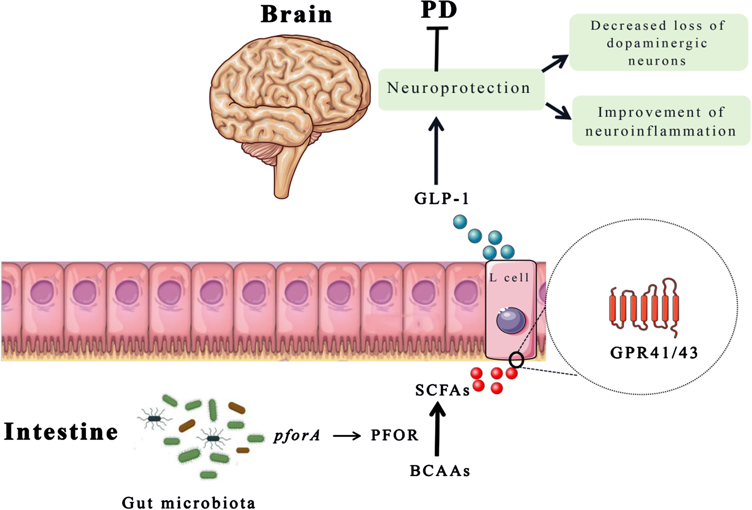 The schematic diagram of BCAAs function in PD. The pforA gene of gut microbiota upregulate the expression of PFOR that promotes the conversion of BCAAs into SCFAs. Then, SCFAs stimulate the release of GLP-1 from enteroendocrine L cells, which plays a neuroprotective role to improve motor deficits and dopaminergic neuron loss. BCAAs, branched chain amino acids; GLP-1, glucagon-like peptide 1; PFOR, pyruvate: ferriredoxin oxidoreductase; SCFAs, short chain fatty acids.