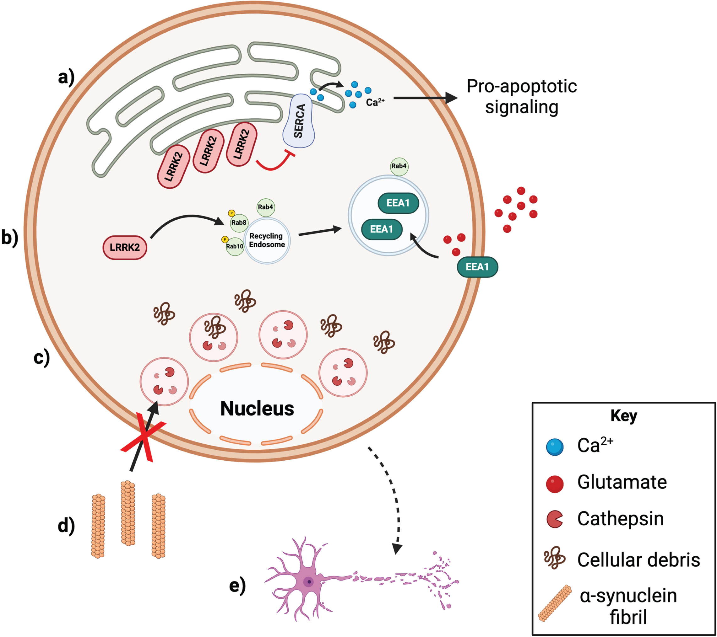 Diagram of the effects of PD-linked LRRK2 mutations in astrocytes. a) LRRK2 p.G2019S results in increased LRRK2 recruitment to the endoplasmic reticulum. LRRK2 inhibits the SERCA ATPase at the ER leading to a depletion of ER calcium and ultimately, ER stress. ER stress leads to pro-apoptotic signaling. b) In LRRK2 p.G2019S astrocytes, LRRK2 phosphorylates and inactivates Rab8 and Rab10 on Rab4-positive fast recycling endosomes. The Rab4-positive recycling endosomes become enlarged and preferentially uptake EEA1 glutamate transporters, impairing glutamate clearance at the astrocytic membrane. c) LRRK2 p.G2019S, p.R1441C, and p.Y1699C mutations all lead to astrocytes with enlarged lysosomes and reduced ability to degrade unwanted proteins and cellular debris. d) LRRK2 p.G2019S astrocytes have impaired α-synuclein fibril uptake and degradative capacity. e) LRRK2 p.G2019S mutation in astrocytes has potentially neurotoxic effects on neurons. Created with biorender.com [66].