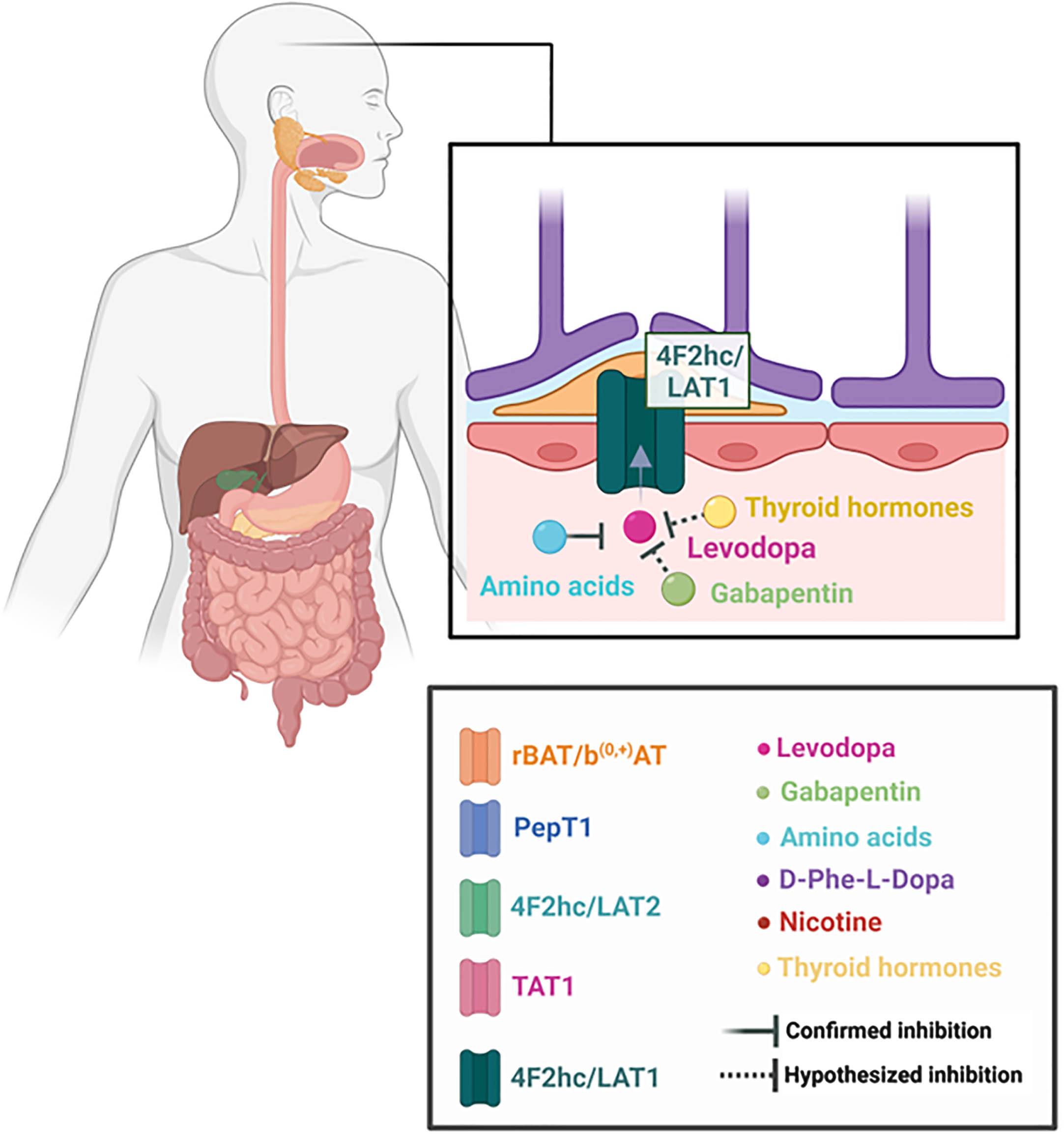 Overview on the molecular pathway of levodopa in the brain.