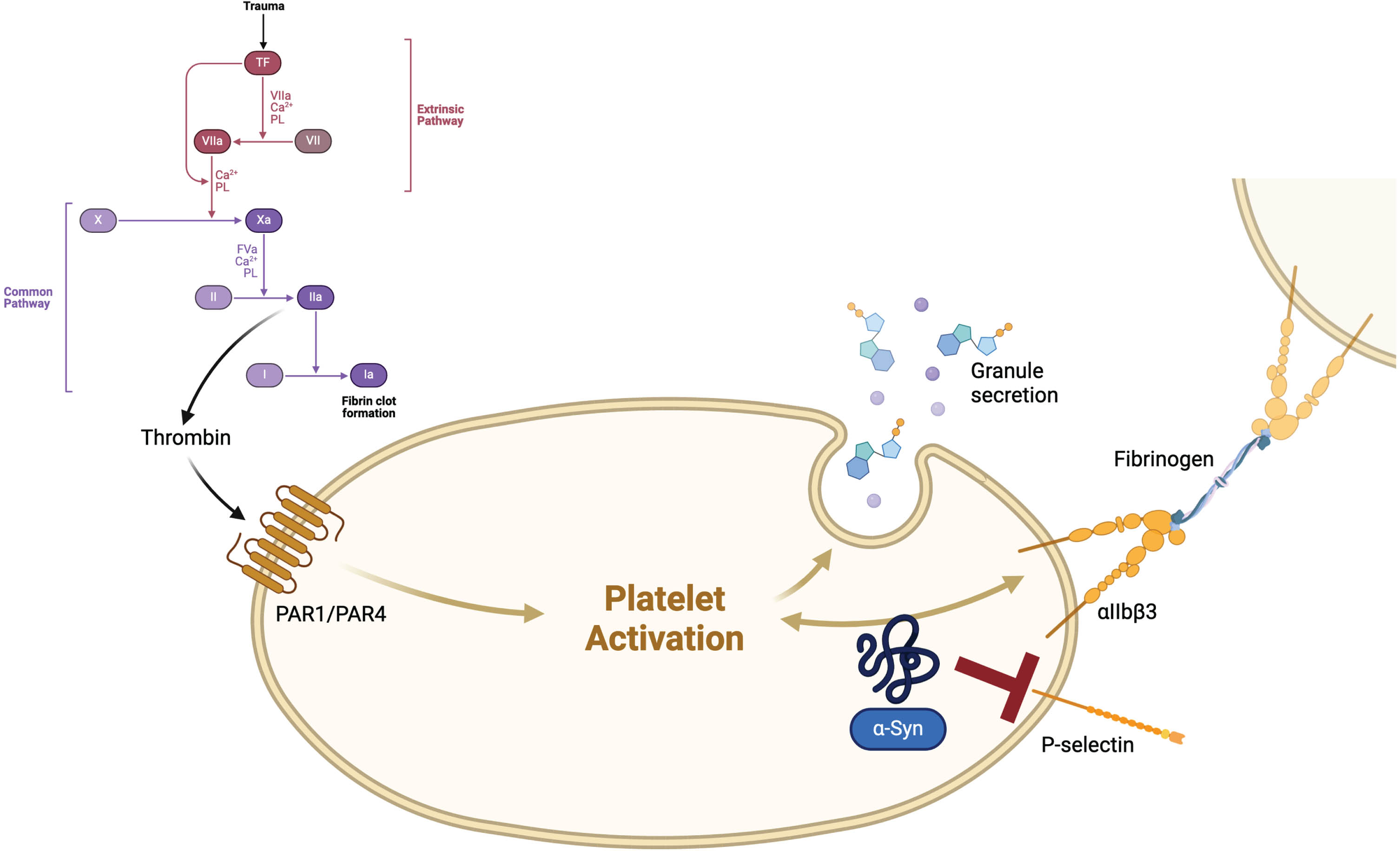 Tissue factor (TF), also known as coagulation factor III, stands at the beginning of the coagulation cascade. An injury of blood vessels leads to the association of a complex with FVIIa, which activates FX and FIX. The complex of FXa and FVa transforms prothrombin (FII) to thrombin (FIIa), which itself leads to an activation of platelets via protease-activated receptors (PARs) and fibrin-cross-linkage via FXIIIa, causing a clot in the end.8 α-Synuclein (α-Syn) might exceed a mild platelet antiaggregant function physiologically, mostly via inhibition of P-selectin expression on the surface of platelets and thus inhibiting thrombin-induced platelet activation.15 Created with BioRender.com