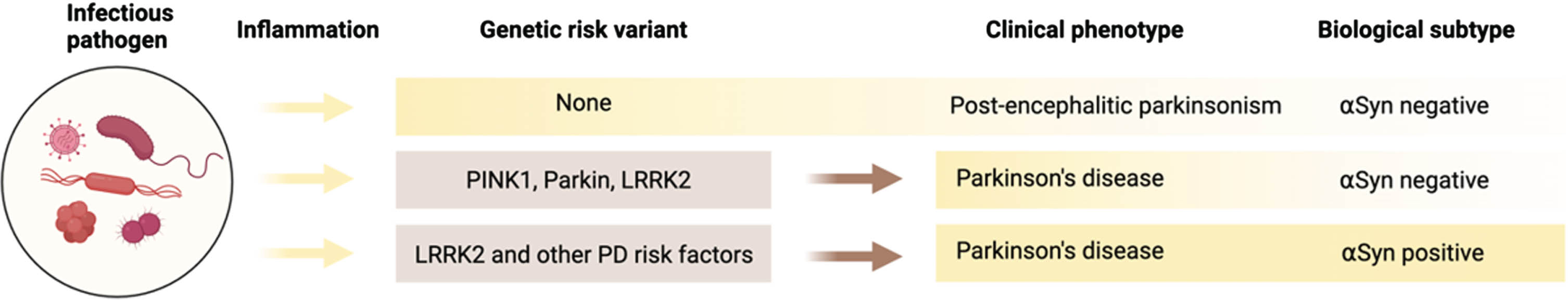 A role for infections in the etiology of synucleinopathies. The environmental exposure to infectious pathogens can trigger inflammatory cellular pathways involved in disease pathogenesis. Parkinsonism following post-encephalitic infection with viruses arises from neuroinflammatory processes that cause degeneration of dopaminergic neurons in the substantia nigra. Genetic risk variants in mitochondrial or lysosomal genes (PINK1, Parkin, and LRRK2) may exacerbate or precipitate motor and non-motor symptoms by modulating immune responses to infections. This happens via a process that is independent of αSyn. For people with PD that are αSyn negative, PD is likely not a synucleinopathy. Here, the biology of disease would be fundamentally different from αSyn-positive PD. In contrast, PD-related genetic risk factors can lead to increased αSyn aggregation and exaggerated immune reactions, resulting in enhanced inflammatory and neuroinflammatory responses leading to neuronal damage and the onset of new symptoms. For people with PD that are αSyn positive, PD is a synucleinopathy. Interactions between genetic and inflammatory pathogens contribute to the onset and progression of different subtypes of PD, emphasizing the complex biology and the interplay between genetics, environmental insults, and neuroinflammatory pathways.