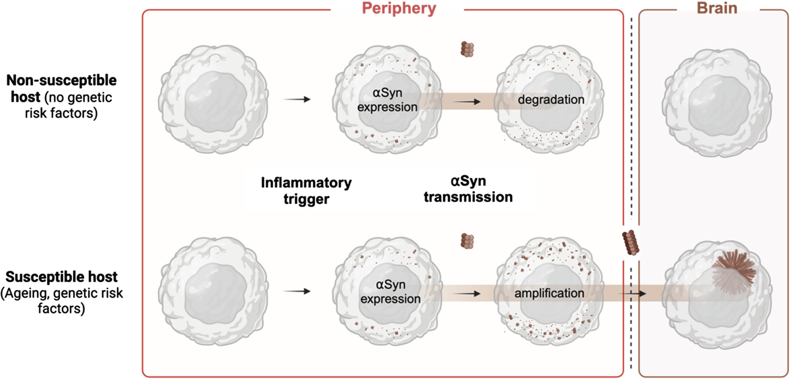 Body-to-brain transmission of αSyn after infection. Expression of αSyn can be trigger by inflammatory pathogens. Different assemblies of αSyn will be transiently expressed in response to inflammation. Inflammation can cause the misfolding and aggregation of the endogenous protein. Newly formed assemblies are likely to be degraded by the host protein degradation machinery. In non-susceptible individuals, there will be no body-to-brain transmission of αSyn. In susceptible individuals, ageing or gene variants impair proteosomal function or general protein homeostasis. Assemblies that escape protein degradation can structurally reorganize and form potent seeds for transmission. Aggregated assemblies of αSyn can further accumulate as they are resistant against degradation. Stable seeds can serially transmit to neighboring cells and to the brain via sympathetic and parasympathetic connections.