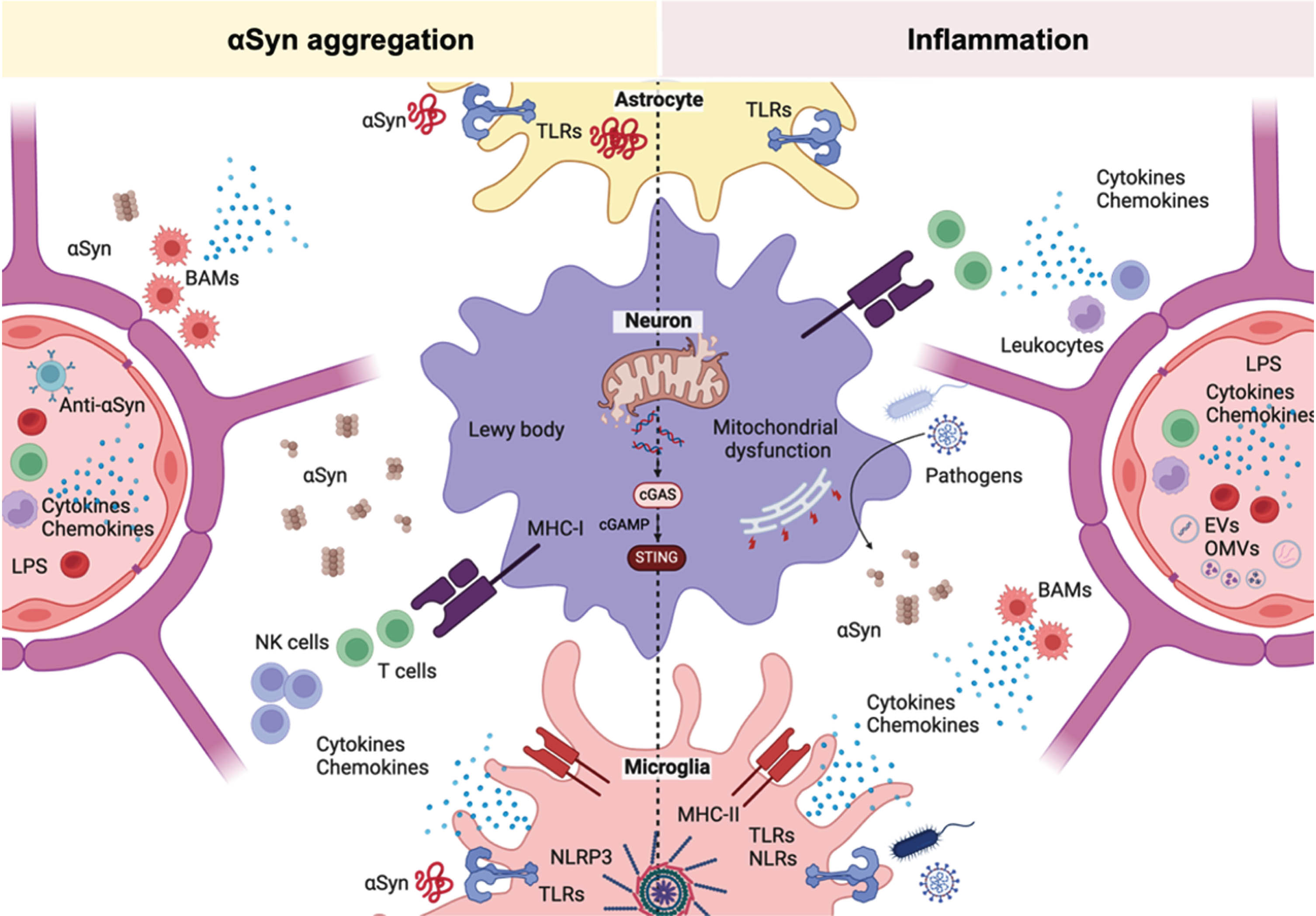 Overlapping cellular pathways involved in infections and synucleinopathy. The immune system is constantly surveying the presence of pathogens and other inflammatory agents. In the brain, immune and non-immune cells use extracellular and intracellular pattern recognition receptors (PRRs) to identify pathogen-associated (PAMPs) and damage-associated molecular patterns (DAMPs) from microbes and dying cells, respectively. In astrocytes, toll-like receptors (TLRs) that recognize microbial-associated molecular patterns are activated by αSyn. TLRs also mediate the internalization of αSyn into astrocytes. In both cases, TLRs activation triggers a pro-inflammatory phenotype in these cells. In neurons, both infections and neurodegeneration are characterized by endoplasmic reticulum stress, autophagy impairment and mitochondrial dysfunction. Mitochondrial dysfunction can contribute to the activation of an interferon immune response via cGAS-STING. During neurodegeneration and infections, αSyn and other pro-inflammatory mediators are released. Some pathogens and pro-inflammatory mediators can damage the neurovascular unit and cause blood brain barrier (BBB) permeability. At the brain border, αSyn can interact with border associated macrophages to facilitate T cell infiltration. These inflammatory conditions are also characterized by the infiltration of peripheral immune cells including T cells and natural killer (NK) cells into the brain parenchyma. Nigral dopaminergic neurons express MHC-I receptors that can present antigens to cytotoxic T cells. Brain macrophages, but in particular microglia, can recognize PAMPs and DAMPs including αSyn using different PRRs like TLRs and NOD-like receptors (NLRs). Upon recognition by PRRs, microglia establish a pro-inflammatory phenotype with cytokine production that can have persistent effects on neuroinflammation.