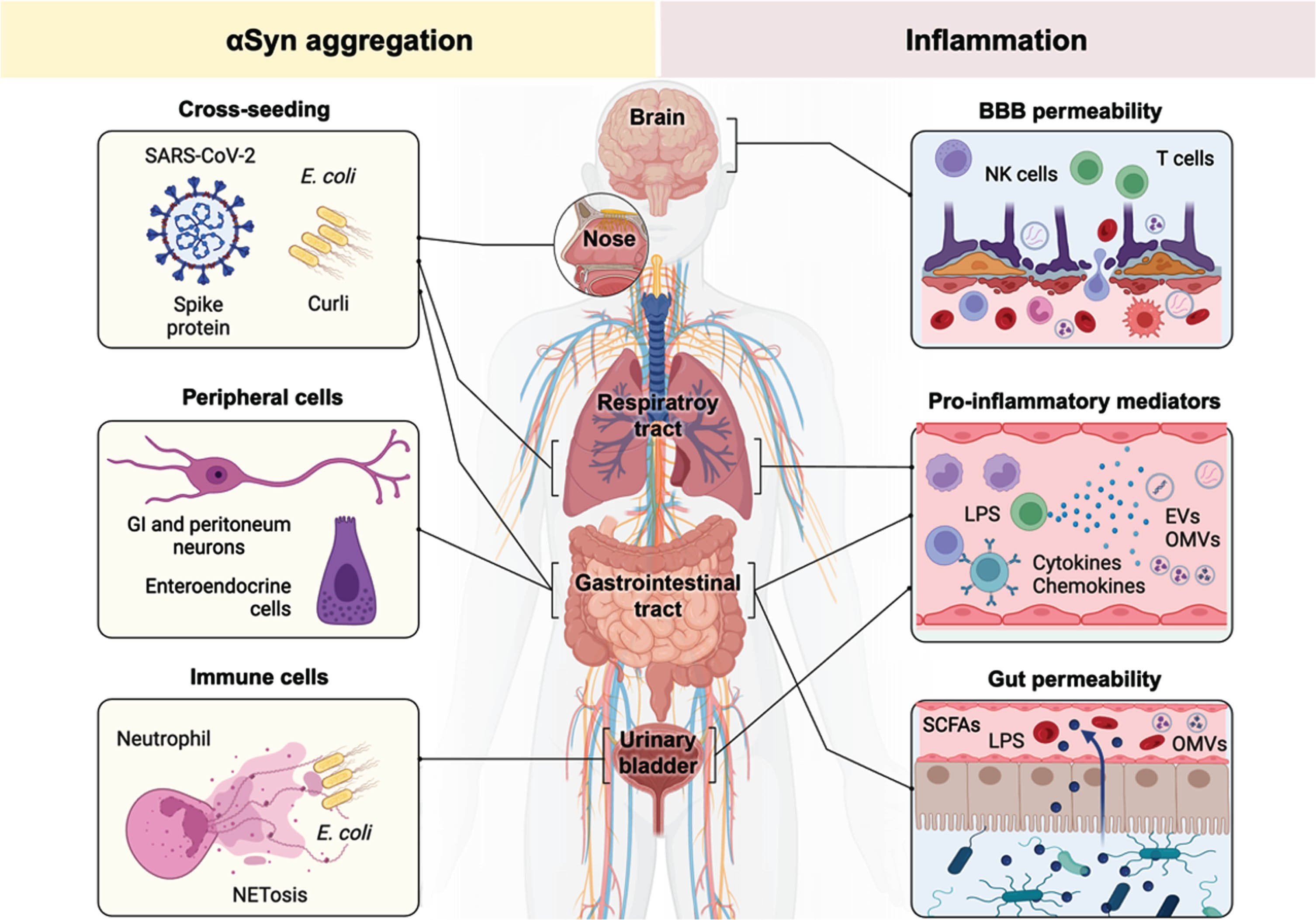 Infections cause αSyn aggregation and neuroinflammation. Infections can contribute to the pathological prossess of synucleinopathies via several routes. In the left panel, the cellular mechanisms that directly increase αSyn expression or influence its aggregation are described. Different bacterial and viral proteins can seed the aggregation of αSyn via direct or indirect molecular interactions. Various cells of the peripheral nervous system can express αSyn in response to bacterial and viral infections. Different cell types in the gut (peritoneal neurons and enteroendocrine cells) respond to inflammation by expressing αSyn. These cells further connect to the parasympathetic vagal nerve via which αSyn can transmit. αSyn can be released by the immune system itself, via neutrophils, during the response to bacterial infections. In the right panel, it is described how inflammatory triggers contribute to synucleinopathy. Pathogens and pro-inflammatory mediators can induce dysfunction of the neurovascular unit and cause blood-brain barrier (BBB) permeability. This increased permeability can facilitate the infiltration of pathogens and peripheral immune cells. Pro-inflammatory mediators or other microbial-derived molecules can be released as a reaction to infections in various peripheral organs. Gut dysbiosis and/or infections increase epithelial permeability and as a consequence pro-inflammatory mediators are released into the circulation; including cis-activating microbial byproducts such as SCFAs and LPS; in addition to trans-activating elements including bacterial outer membrane vesicles (OMVs).