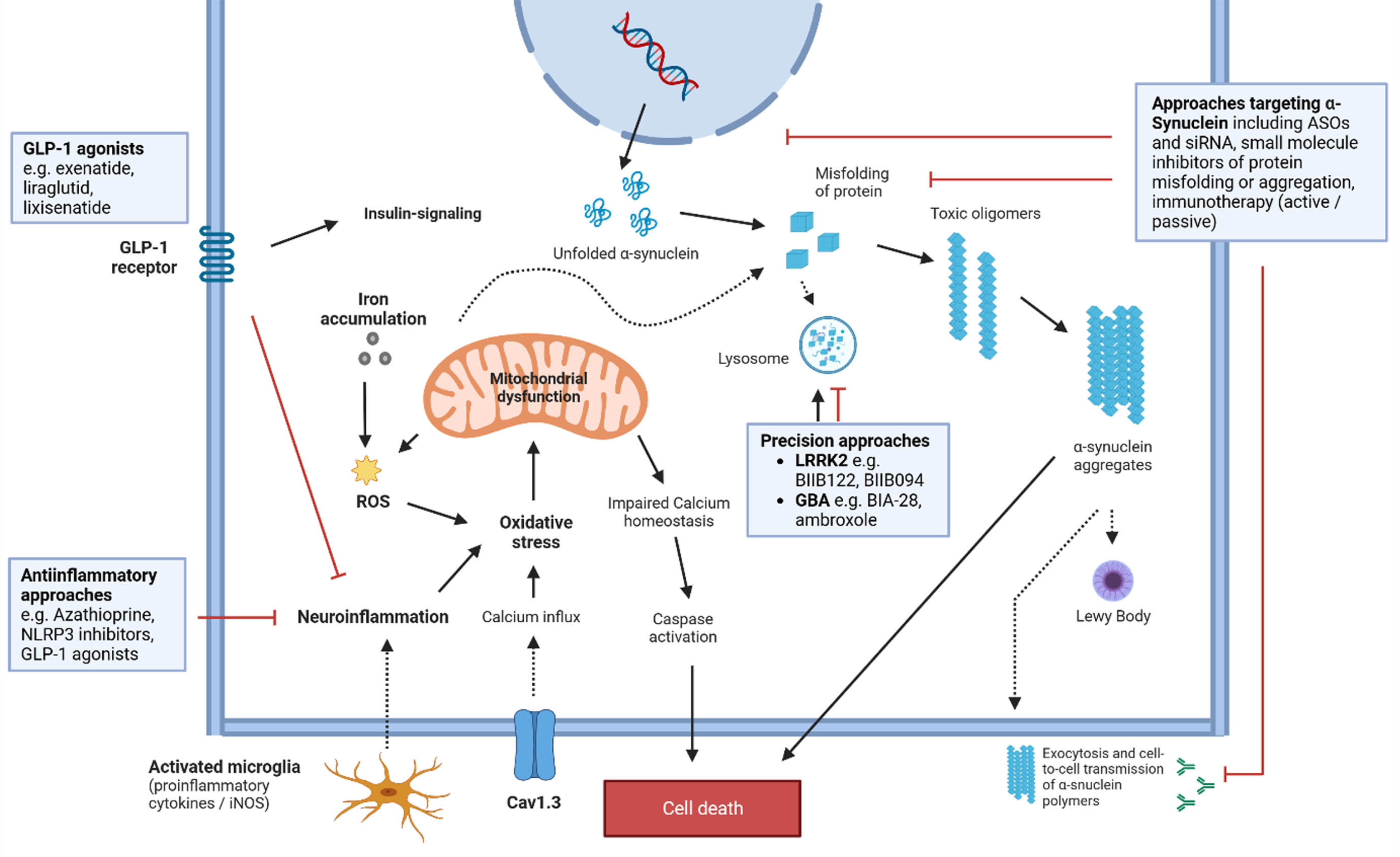 Mechanisms in the pathophysiological cascade of PD and potential treatment targets. See text and Table 3 for more details regarding drug candidates. ASO, antisense oligonucleotide; Cav1.3, Calcium channel, voltage-dependent; GBA, gene encoding for Glucocerebrosidase; GLP-1, Glucagon-like peptide-1; iNOS, Nitric oxide synthases; LRRK2, Leucine rich repeat kinase 2; ROS, reactive oxygen species; siRNA, small interfering RNAs.