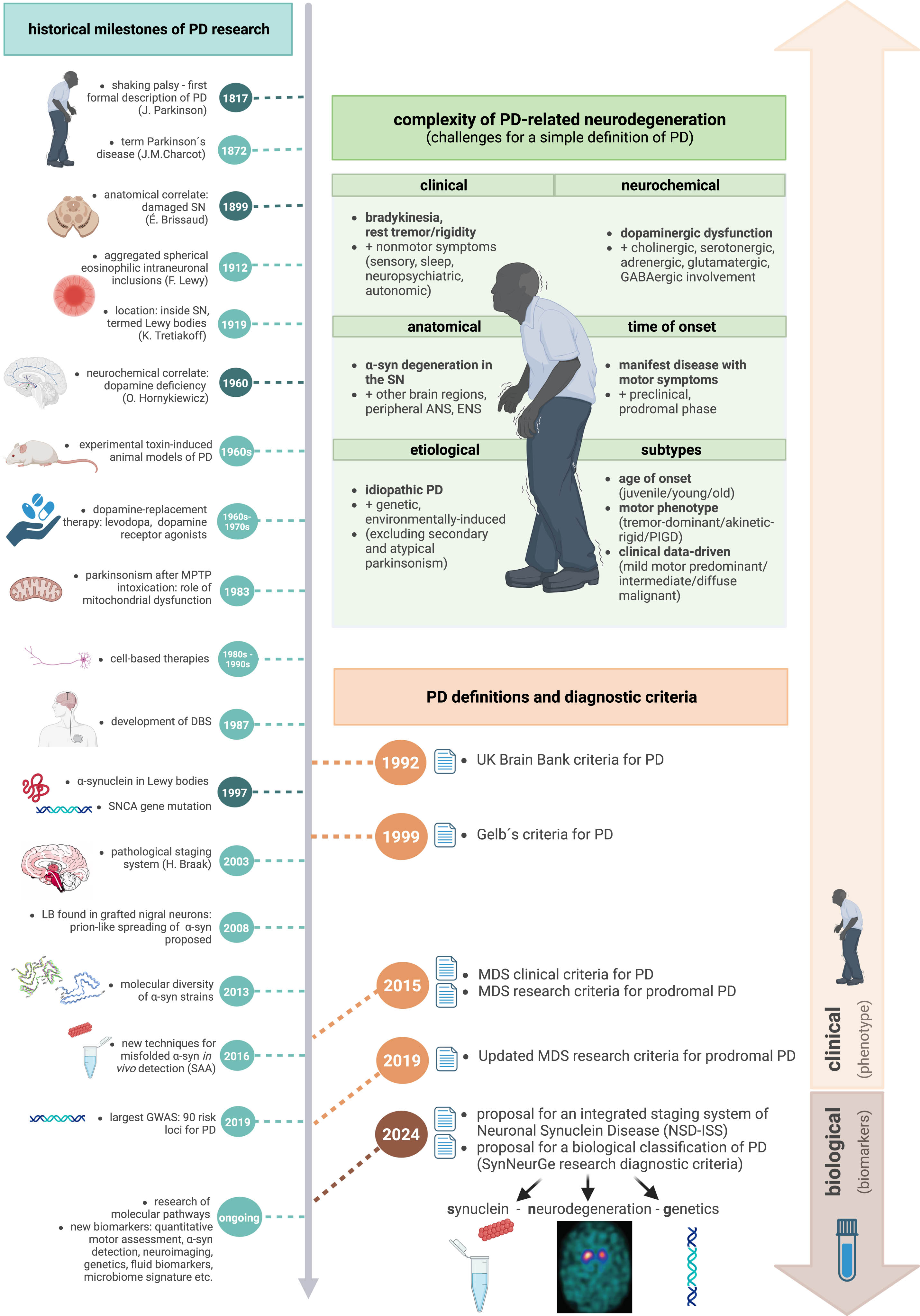 Defining Parkinson’s disease – historical milestones, complexity of PD-related neurodegeneration and corresponding evolution of diagnostic criteria and definitions. PD, Parkinson’s disease; SN, substantia nigra, MPTP, 1-methyl-4-phenyl-1,2,5,6-tetrahydropyridine; DBS, deep brain stimulation; SNCA, synuclein alpha gene; LB, Lewy bodies; α-syn, α-synuclein; SAA, seed amplification assays; GWAS, genome-wide association study; ANS, autonomic nervous system; ENS, enteric nervous system; GABA, gamma-aminobutyric acid; PIGD, postural instability and gait disturbance; UK, United Kingdom; MDS, International Parkinson and Movement Disorders Society; SynNeurGe, synuclein-neurodegeneration-genetics; NSD-ISS, neuronal α-synuclein disease integrated staging system. Created with BioRender.com.