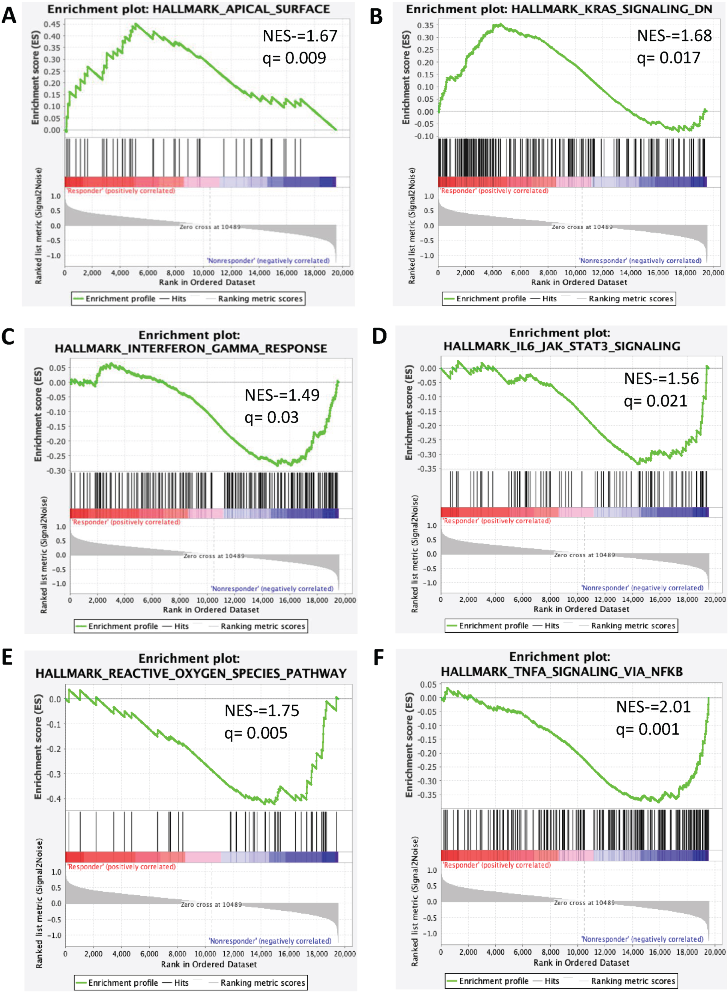 Signaling pathways enriched in clinical benefit and no clinical benefit groups. Enrichment plot present (A) Apical surface (B) KRAS Signaling (C) Interferon-γ (D) IL6JAK-STAT3 signaling (E) Reactive Oxygen Species (F) TNF-α Signaling via NFKB.