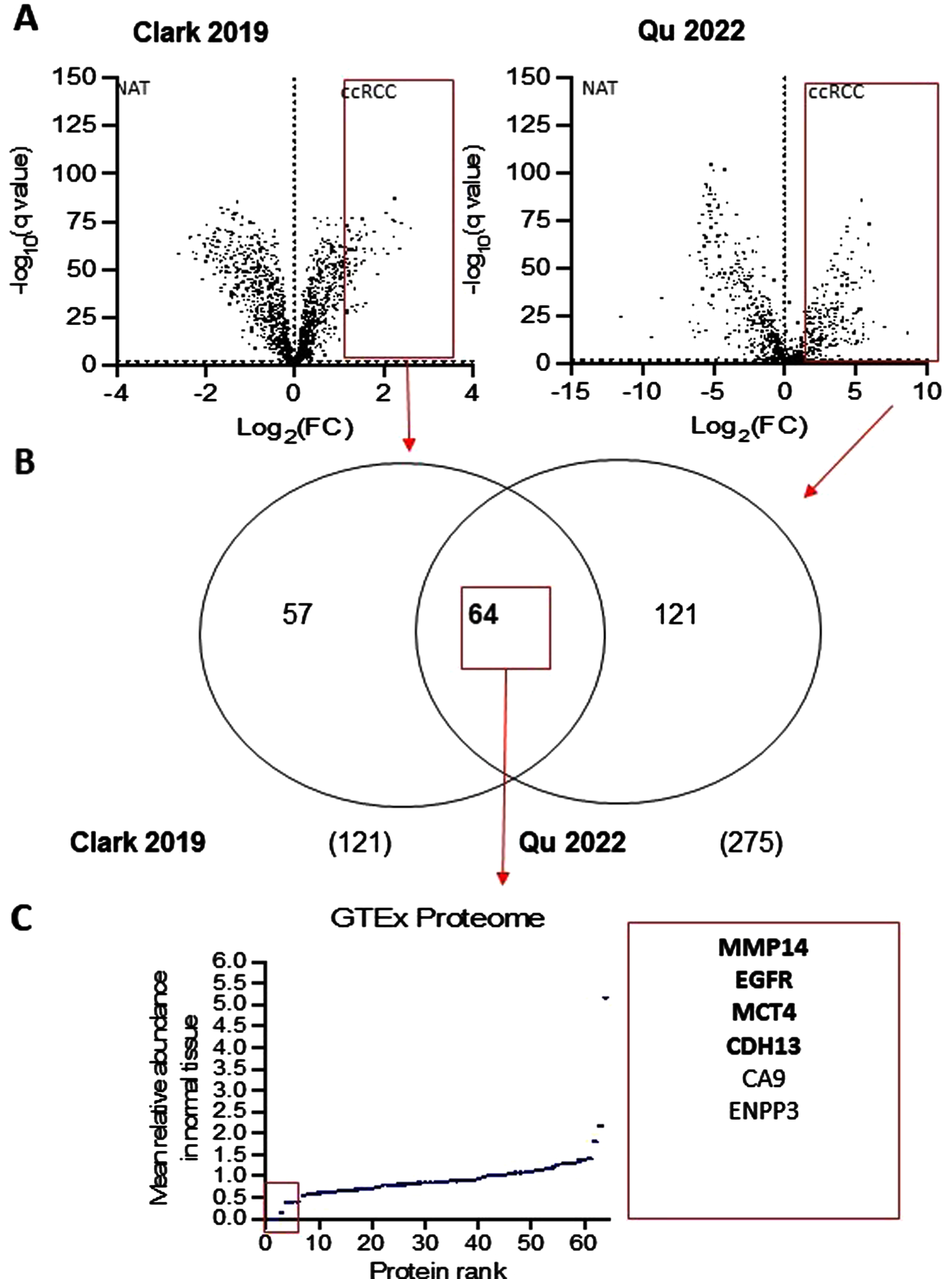 RCC targets for antibody-based therapeutics. A) Volcano plots showing differentially expressed surface proteins from two proteogenomic studies (Qu, Y., et al., Nature Communications, 2022. Clark, D., et al., Cell, 2019) B) Venn diagram showing commonly upregulated surface proteins in both studies C) Ranking of surface proteins based on their maximal protein abundance in normal tissue using GTEx proteome with top candidates indicated in bold.