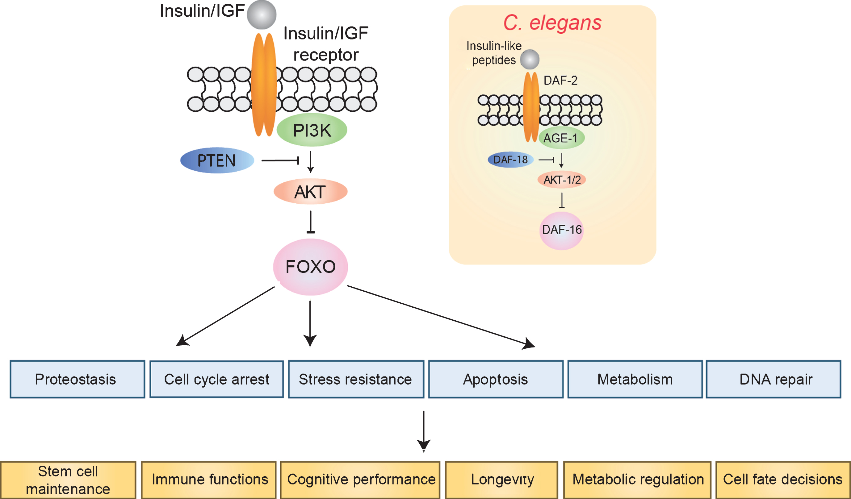 The insulin/IGF signaling pathway. FOXO transcription factors are inhibited by insulin/IGF signaling. In the absence of insulin/IGF binding, FOXOs regulate a number of cellular processes (blue), which in turn affect tissue homeostasis and organismal longevity. Inset shows the orthologous pathway in C. elegans.
