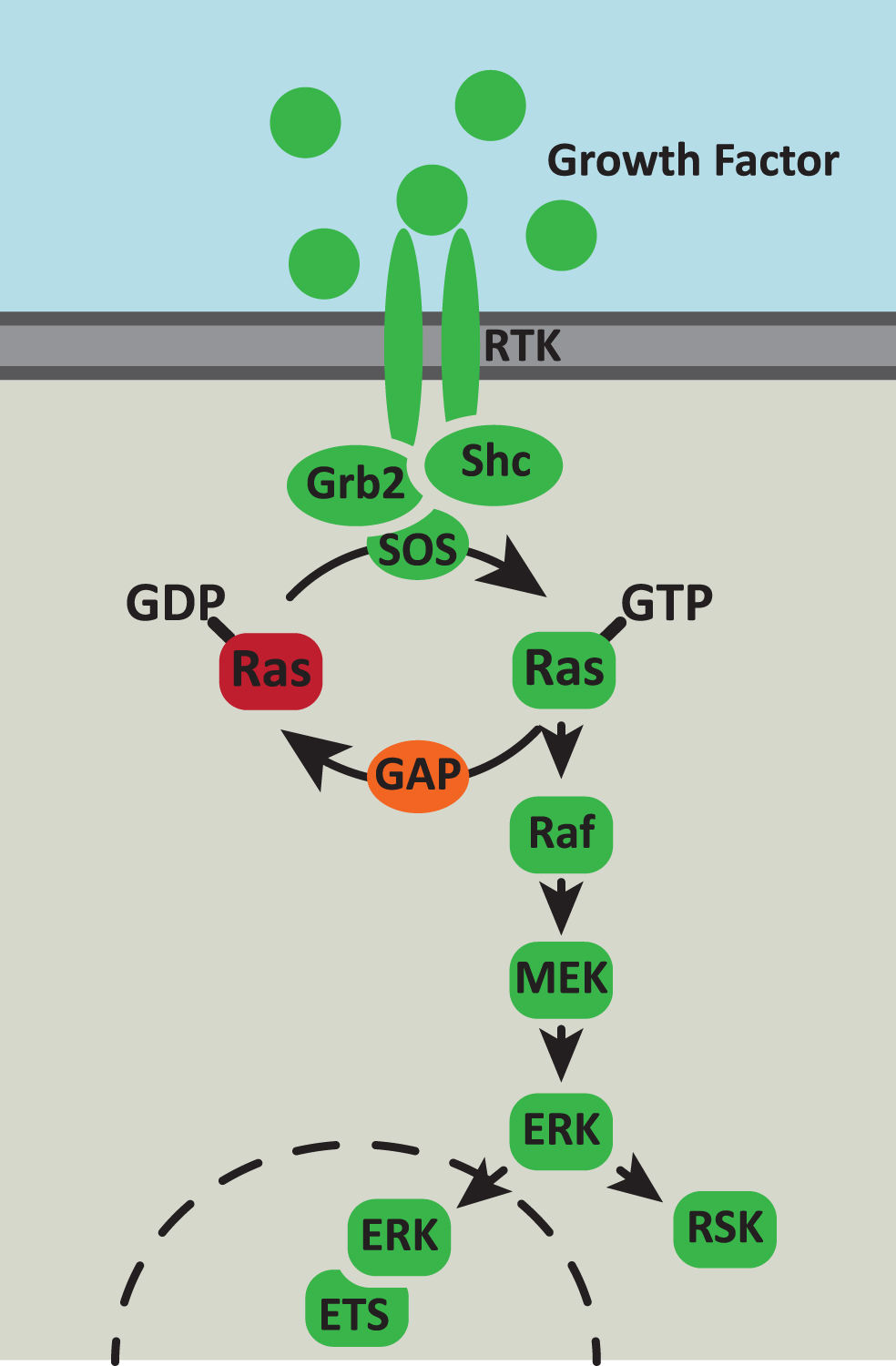The Ras/MAPK signaling pathway. The Ras/MAPK signaling pathway responds to extracellular cues to control cell survival, proliferation and metabolism. Growth factor binding to receptor tyrosine kinases (RTK) activates autophosphorylation of the receptor which generates binding sites for the Grb2 and Shc adaptor proteins. These adaptor proteins recruit the Ras GTPase exchange factor (GEF), SOS, to the inner surface of the membrane. SOS catalyses the exchange of GDP to GTP on Ras and then the activated Ras-GTP recruits Raf to the complex. Raf then initiates a downstream phosphorylation cascade via MEK and ERK. Activated ERK phosphorylates multiple cytoplasmic and cytoskeletal proteins including ribosomal S6 kinase (RSK). In addition, activated ERK can translocate to the nucleus, where it phosphorylates and activates members of the the E-twenty-six (ETS) transcription factor family.