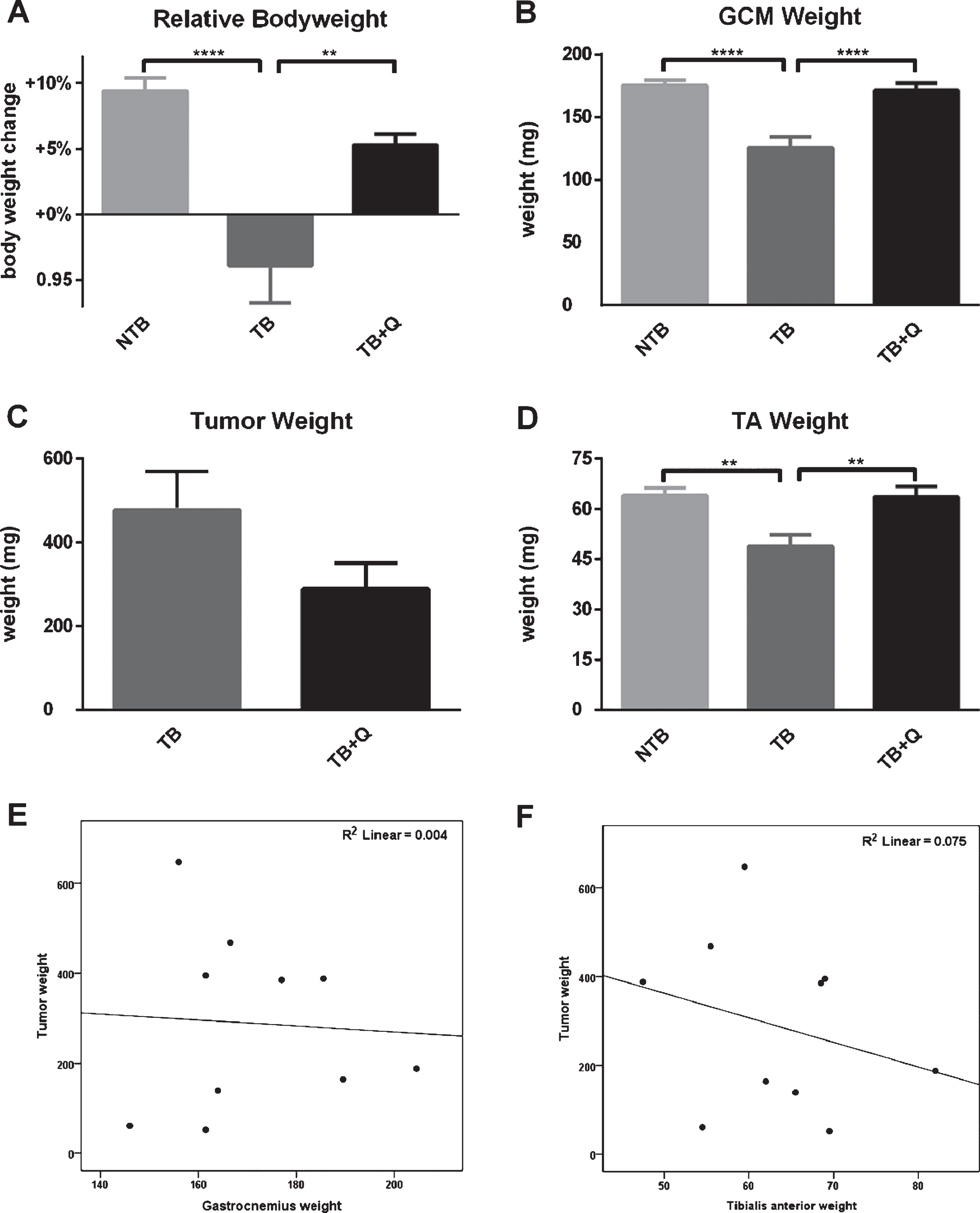 Bodyweight, muscle weight and tumor mass at sacrifice. Bar graphs depicting the mean±SEM for (A) final bodyweight normalized to starting bodyweight, (B) gastrocnemius muscle weight, (C) tumor weight, and (D) tibialis anterior muscle weight in non-tumor-bearing male CD2F1 mice (NTB, n = 10), C26 tumor-bearing (TB) mice with ad libitum access to regular chow (C26 TB, n = 10) and mice with ad libitum access to quercetin supplemented chow (TB+Q, n = 10). Multiple group comparisons were done by one-way ANOVA with a Bonferroni’s posthoc test. All groups were compared against TB mice. Asterisk brackets are displayed for significant results only. ** p < 0.01 **** p < 0.0001. A possible tumor weight reduction in quercetin treated mice was noted, therefore the relationship between gastrocnemius muscle weight and tumor weight, as well as tibialis anterior muscle weight and tumor weight, were assessed to demonstrate that a possible reduction in tumor burden did not contribute to the attenuation in muscle atrophy. Scatter-dot plots depict no relationship between (E) gastrocnemius muscle mass and tumor mass (Spearman’s rho = 0.091, p = 0.80) and (F) tibialis anterior muscle mass and tumor mass (Spearman’s rho=–0.261, p = 0.47) in quercetin-treated mice. Considering these statistics, the attenuation in muscle atrophy cannot be sufficiently explained by differences in tumor burden.