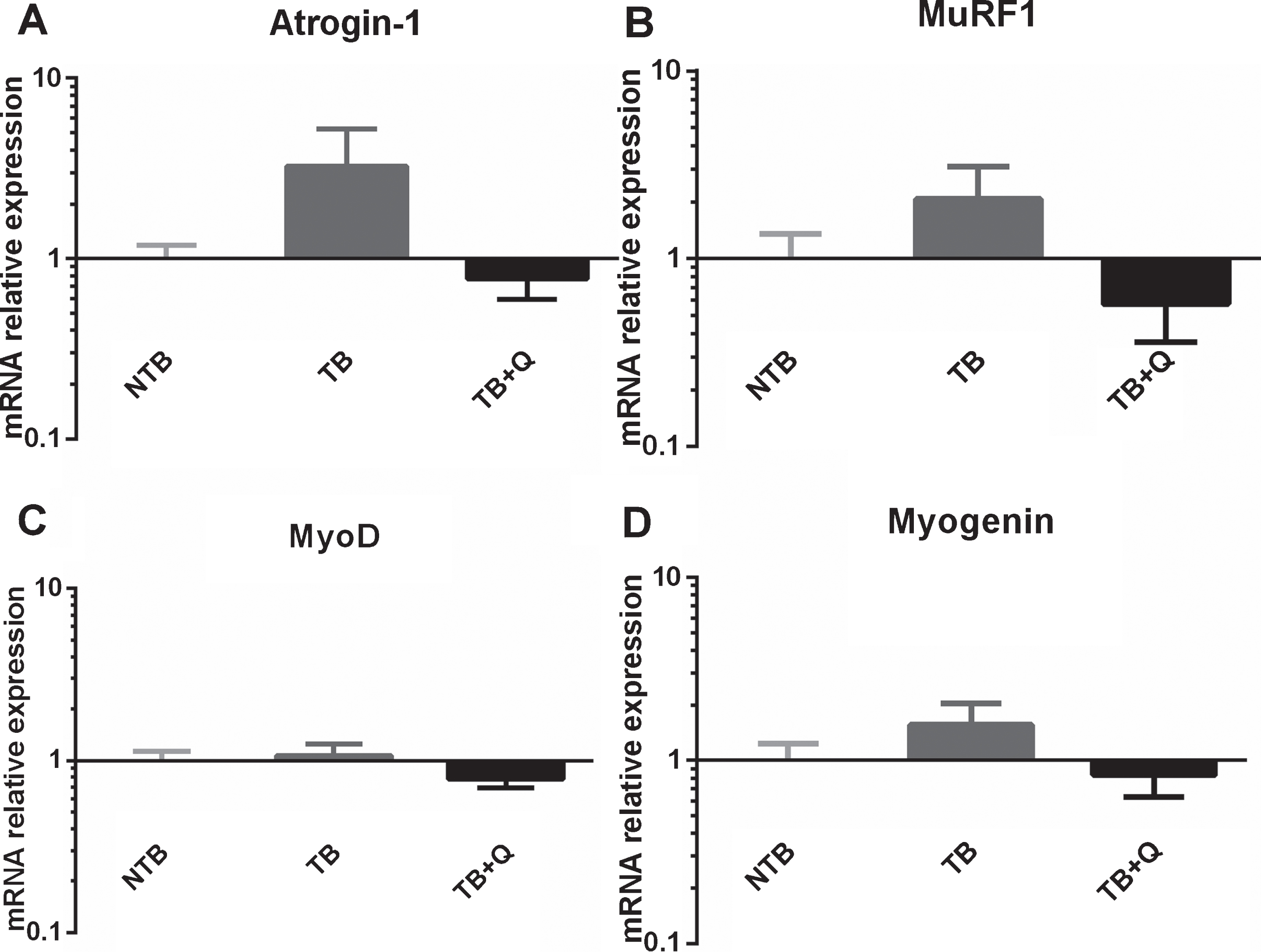 mRNA expression levels in cachectic muscle. Bar graphs depicting the mean±SEM mRNA expression levels in gastrocnemius muscle of (A) Atrogin-1, (B) MuRF1, (C) MyoD and (D) Myogenin in non-tumor-bearing male CD2F1 mice (NTB, n = 10), C26 tumor-bearing (TB) mice with ad libitum access to regular chow (C26 TB, n = 10) and mice with ad libitum access to quercetin supplemented chow (TB + Q, n = 10). Multiple group comparisons were done by one-way ANOVA with a Bonferroni’s posthoc test. All groups were compared against TB mice. A substantial but non-significant difference in expression of E3 ubiquitin ligase atrogin-1, and to a lesser extent MuRF1, was observed between TB and TB + Q mice.