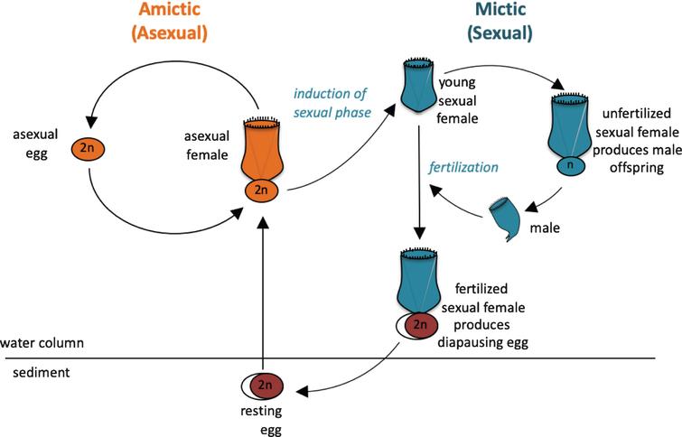 Life cycle of the monogonont rotifer Brachionus manjavacas. (A) Left, the asexual (amictic) cycle, in which a female produces clonal diploid eggs by mitosis. Right, the sexual (mictic) cycle, in which crowding conditions prompt a portion of females in the population to become mictic, producing haploid gametes via meiosis. If haploid gametes are not fertilized, they hatch into diminutive haploid males. Fertilized gametes develop into dormant resting eggs, able to desiccate and overwinter in the sediments. Upon hatching, resting egg restore the asexual cycle.