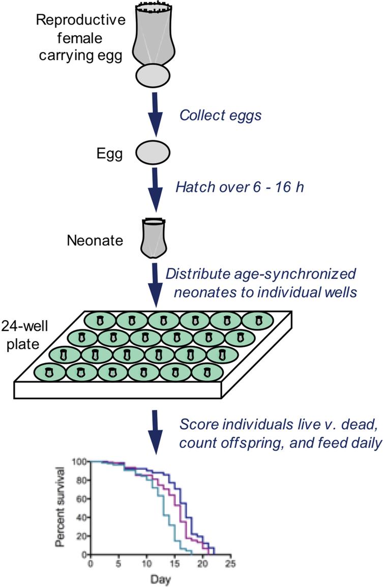 Typical methods for analyzing survivorship and fecundity of Brachionus. Eggs are collected and hatched over a short time window, resulting in an age-synchronized cohort. Neonates are distributed to wells containing 1 ml of seawater, algae as food, and drugs or other treatment. Every 24 h, all individuals are observed by dissecting microscope; each rotifer is fed, scored as live or dead, assessed for reproductive status, and the number of offspring is counted. These methods allows individual-level measurements of lifespan and reproduction with high replication.