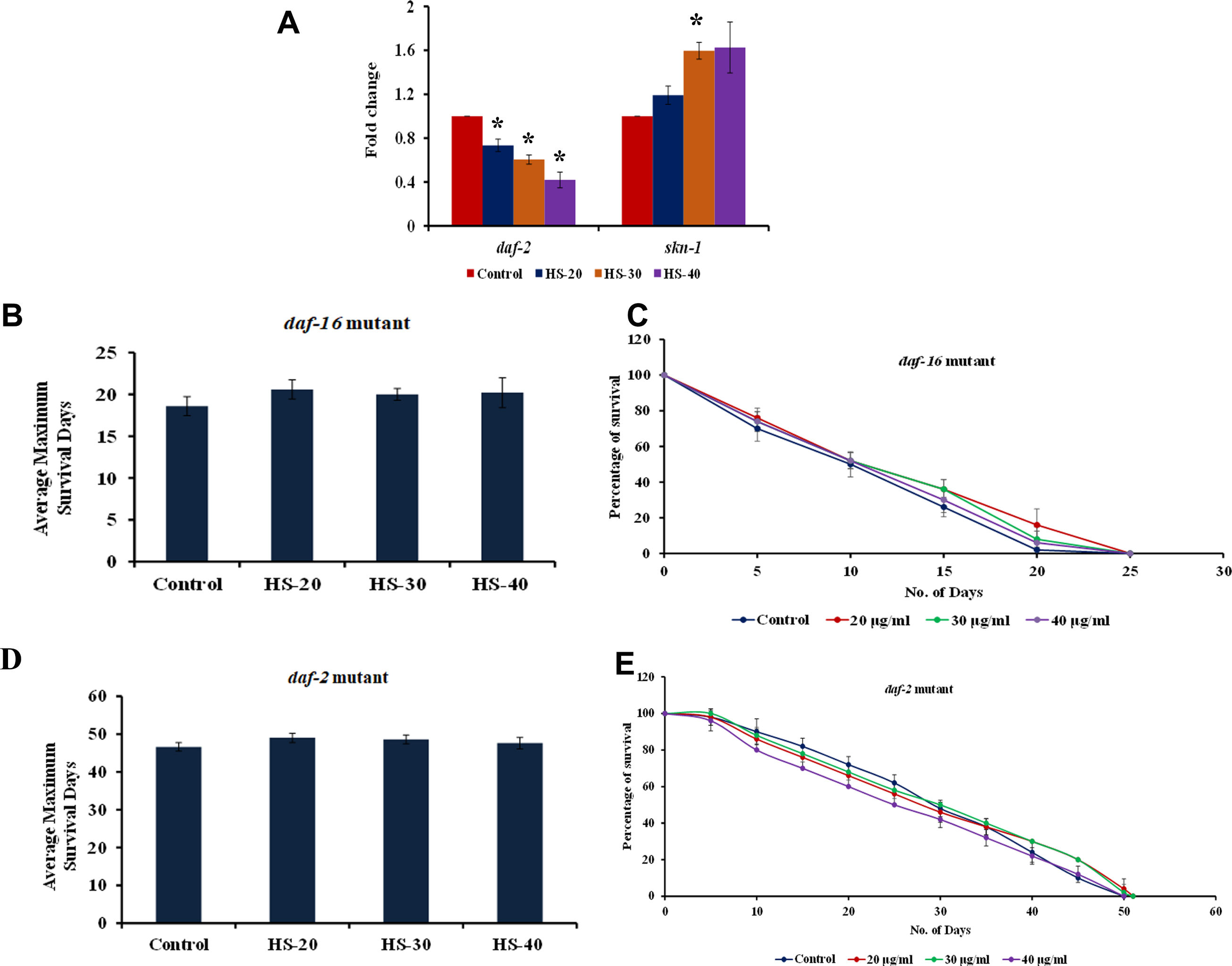(A) Transcriptional regulation of antioxidant response gene skn-1 and lifespan extension related gene daf-2 by HS (B) Maximum lifespan of DAF-16 mutants upon treatment with varying concentration (20 –40μg/ml) of HS extract (C) Graphical representation of life span analysis by HS extract (20 –40μg/ml) in DAF-16 mutants (D) Maximum lifespan of DAF-2 mutants upon treatment with varying concentration (20 –40μg/ml) of HS extract (C) Graphical representation of life span analysis by HS extract (20 –40μg/ml) in DAF-2 mutants (* significant level at p < 0.05).