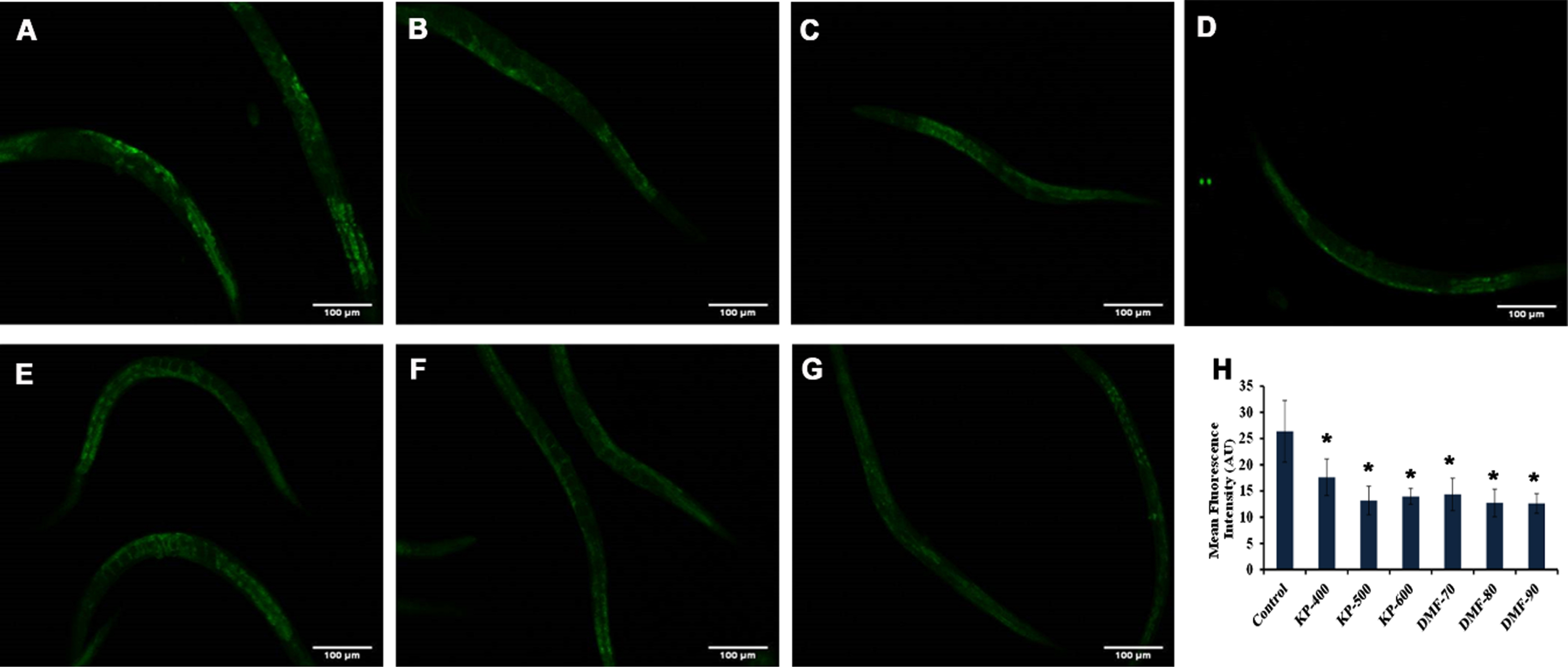 Effect of KP and DMF on the aging marker lipofuscin in N2 nematodes. (A) Control (B) KP-400μg/ml (C) KP-500μg/ml (D) KP-600μg/ml (E) DMF-70μM (F) DMF-80μM (G) DMF-90μM (H) Quantification of lipofuscin fluorescence intensity in N2 worms treated with different concentrations of KP and DMF. All the tested concentrations exhibited significant (p <  0.05; control vs treated; n = 10) reduction in lipofuscin levels.