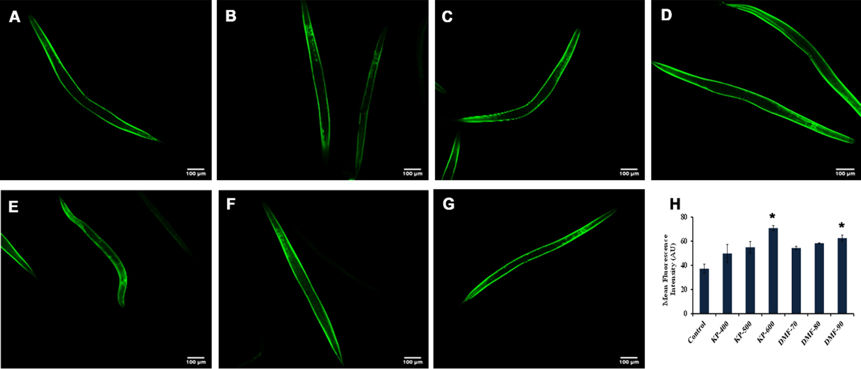 KP and DMF could activate SKN-1 in LG333 transgenic strain (A) Control (B –D) KP (400 –600μg/ml) wherein 600μg/ml showing significance (p <  0.05) (E –G) DMF (70 –90μM) wherein 90μM showing significance (p <  0.05) (H) Quantification of SKN-1 fluorescence intensity of LG333 transgenic worms upon treatment with KP (400 –600μg/ml) and DMF (70 –90μM) (* represents significance at p <  0.05; n = 10).