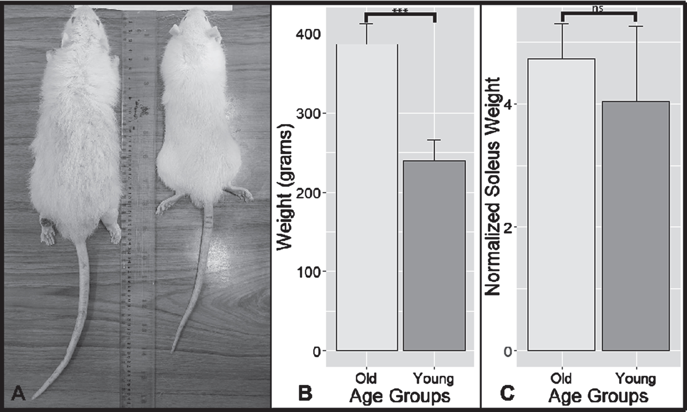 Old and Young Animal Models results. (A) Photos of old (left) and young (right) rats side by side. Notice the more extensive body mass and fur thinning on the old rat compared to the young rat. (B) A bar graph depicting the comparison of the mean weight of old and young rats. Notice the considerable larger weight of old rats (p < 0.001; 147.4g (109.20g–185.60g)). (C) A bar graph comparing the normalized weight of the soleus muscle with their respective weight. Normalized values were multiplied by 10,000 to aid visualization. ***: highly significant differences with the level of p < 0.001. ns: no significant differences with the level of p > 0.05. Error bars: standard deviation.