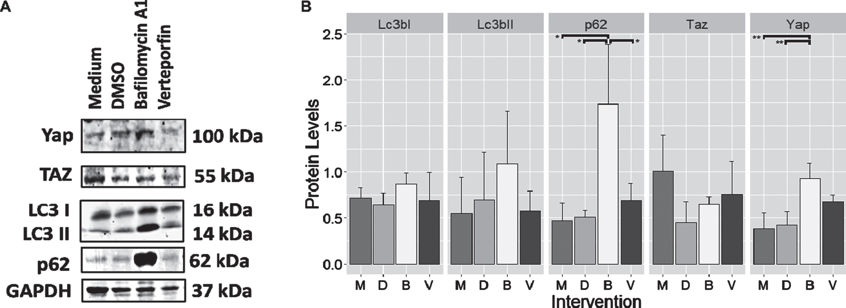 Protein expression levels from C2C12 cells treated with Bafilomycin A1 and Verteporfin. (A) Representative blot of Yap/Taz and proteins involved in autophagy. Note the very marked increase in p62 and Yap intensity after treatment using Bafilomycin A1. (B) Bar plot showing the relative expression levels of proteins from blot A. After treatment with Bafilomycin A1, the p62 protein significantly increased compared to medium, DMSO, and Verteporfin (post hoc analysis –Tukey HSD, p < 0.05 for all three pairs). In addition, the administration of Bafilomycin A1 also significantly increased Yap levels compared to medium and DMSO (post hoc analysis –Tukey HSD, p < 0.01 for all two pairs). Other proteins did not reach a statistically significant difference. M: Medium; D: DMSO; B: Bafilomycin A1; V: Verteporfin. **: highly significant differences at the level of p < 0.01; *: significant difference compared at the level of p < 0.05.
