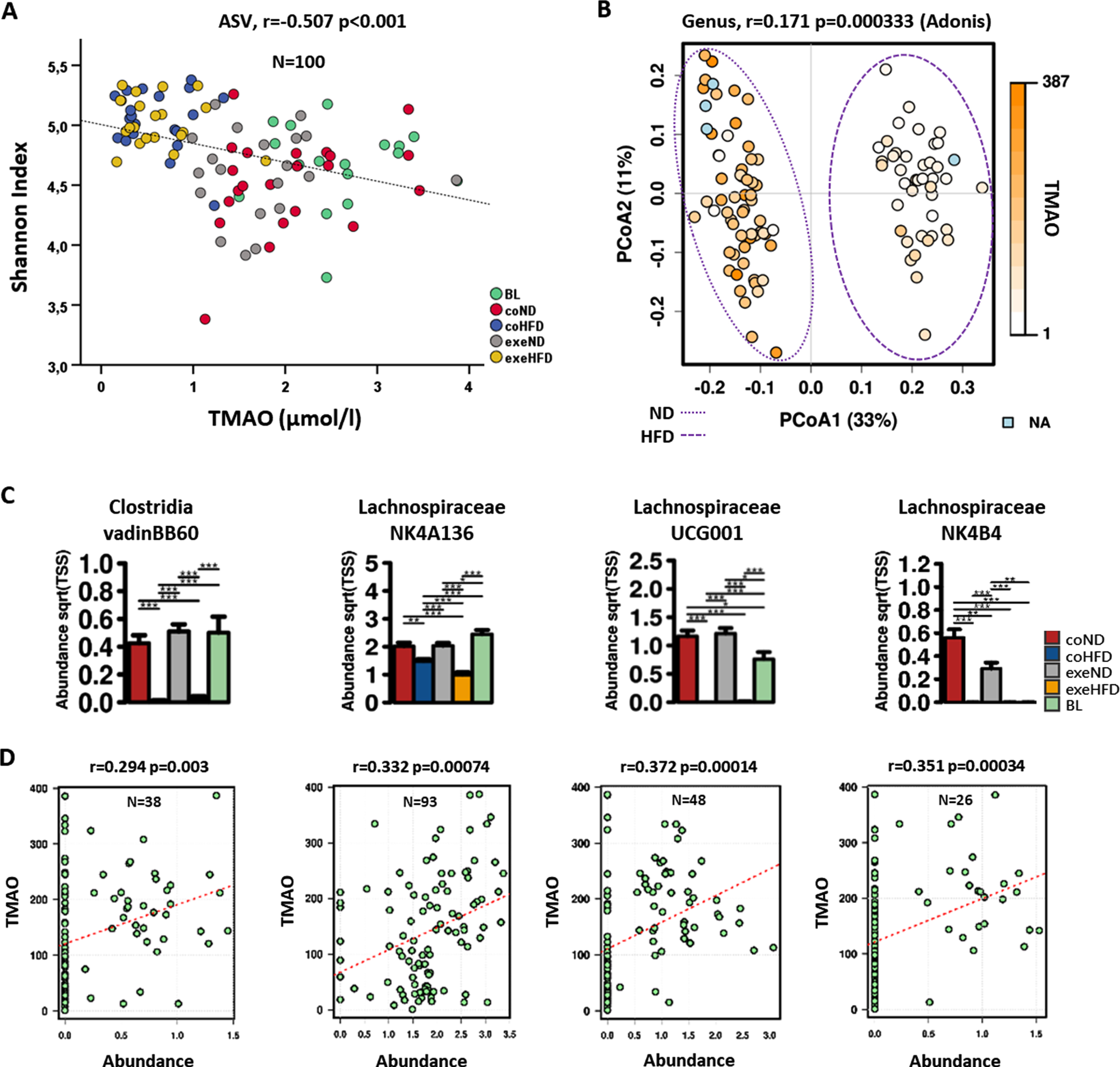 TMAO levels in relation to microbiome diversity and possible TMA producing taxa. Serum TMAO levels from the study groups determined at the end of the trial were integrated into the microbiome metadata set. (A) Linear regression analysis of TMAO serum concentrations of all groups with alpha diversity’s Shannon Index. (B) Relation of TMAO with beta diversity of all groups shown by PCoA; significance of differences was calculated with Adonis model (Bray-Curtis). ND, normal diet groups; HFD, high-fat diet groups; NA, not available. (C) Taxa at the genus level with different abundancies between HFD and ND groups. Significance of differences in abundancies between study groups was calculated with the 2-way ANOVA. *p<0.05; **p<0.01; ***p<0.001. (D) Linear regression analysis of TMAO concentrations with single taxa abundances on genus level suggests them to be possible TMA-producing genera.